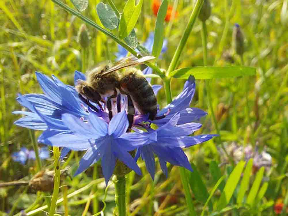 Doc Arnika unterstützt Projekte zum Erhalt der Artenvielfalt, Pflanzenschutz ist Bienenschutz – und umgekehrt, Hermes Arzneimittel Doc Arnika unterstützt Projekte zum Erhalt der Artenvielfalt, Pflanzenschutz ist Bienenschutz – und umgekehrt, Hermes Arzneimittel
