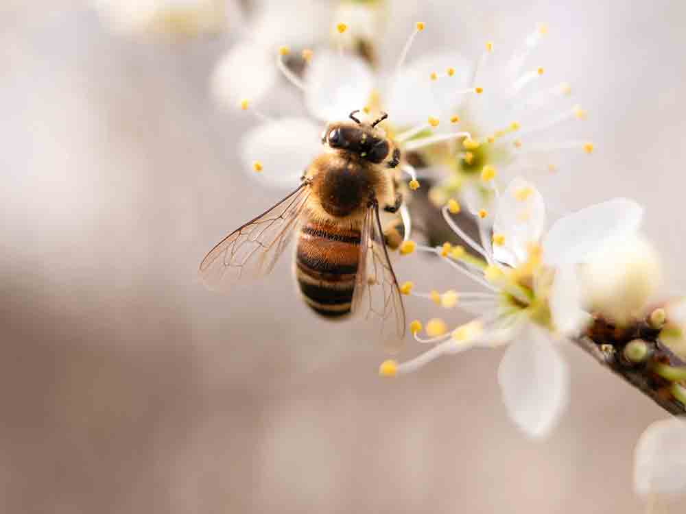 Zum Weltbienentag am 20. Mai 2023, Wildbienen brauchen mehr Blüten! Die Deutsche Wildtier Stiftung fordert, öffentliche Grünflächen seltener zu mähen Zum Weltbienentag am 20. Mai 2023, Wildbienen brauchen mehr Blüten! Die Deutsche Wildtier Stiftung fordert, öffentliche Grünflächen seltener zu mähen