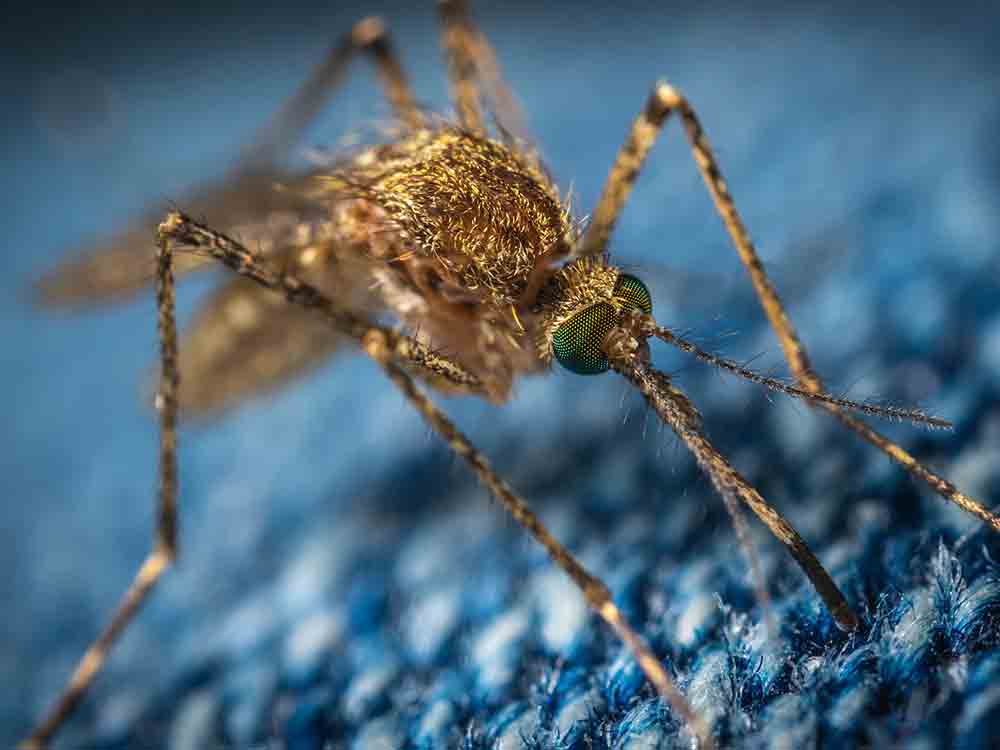 Tropische Mücken in Deutschland: Wie groß ist die Gefahr? Zavamed, Zava Report Tropische Mücken in Deutschland: Wie groß ist die Gefahr? Zavamed, Zava Report