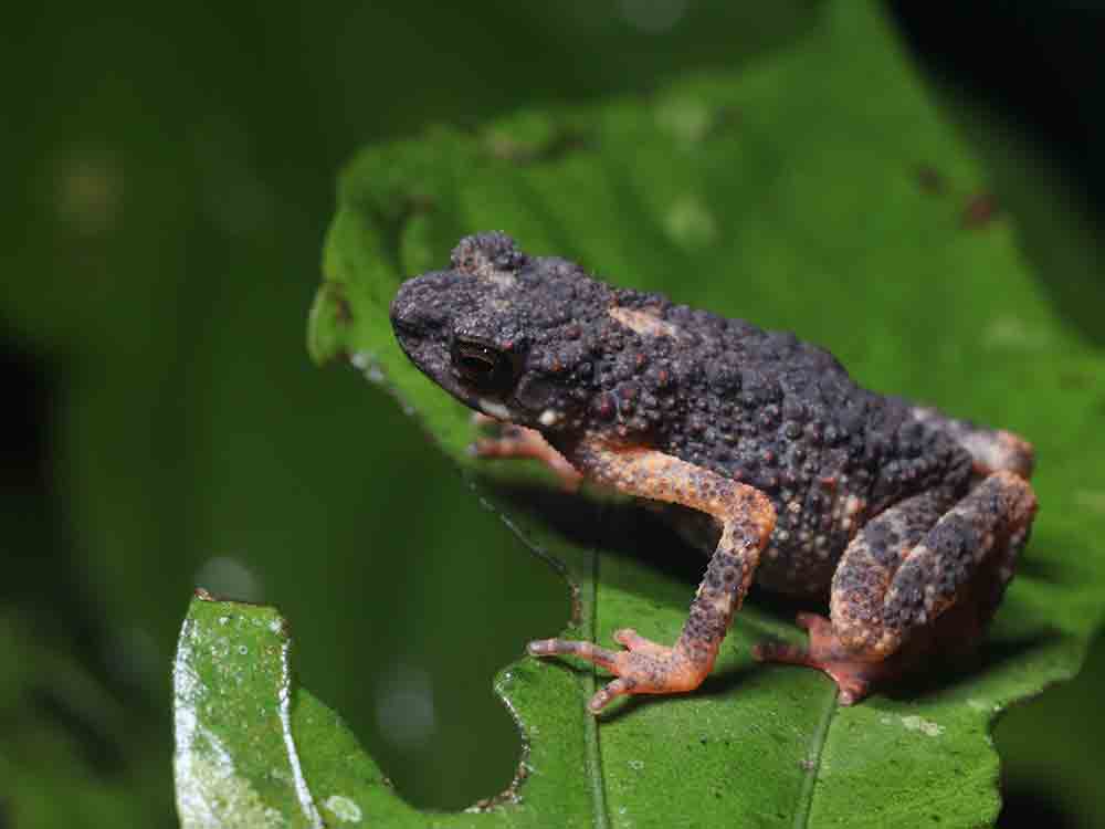 Moosfrösche, göttliche Giftschlangen und eine »Mah na mah na« Orchidee WWF Bericht listet 380 neuentdeckte Arten in der Mekong Region Moosfrösche, göttliche Giftschlangen und eine »Mah na mah na« Orchidee WWF Bericht listet 380 neuentdeckte Arten in der Mekong Region