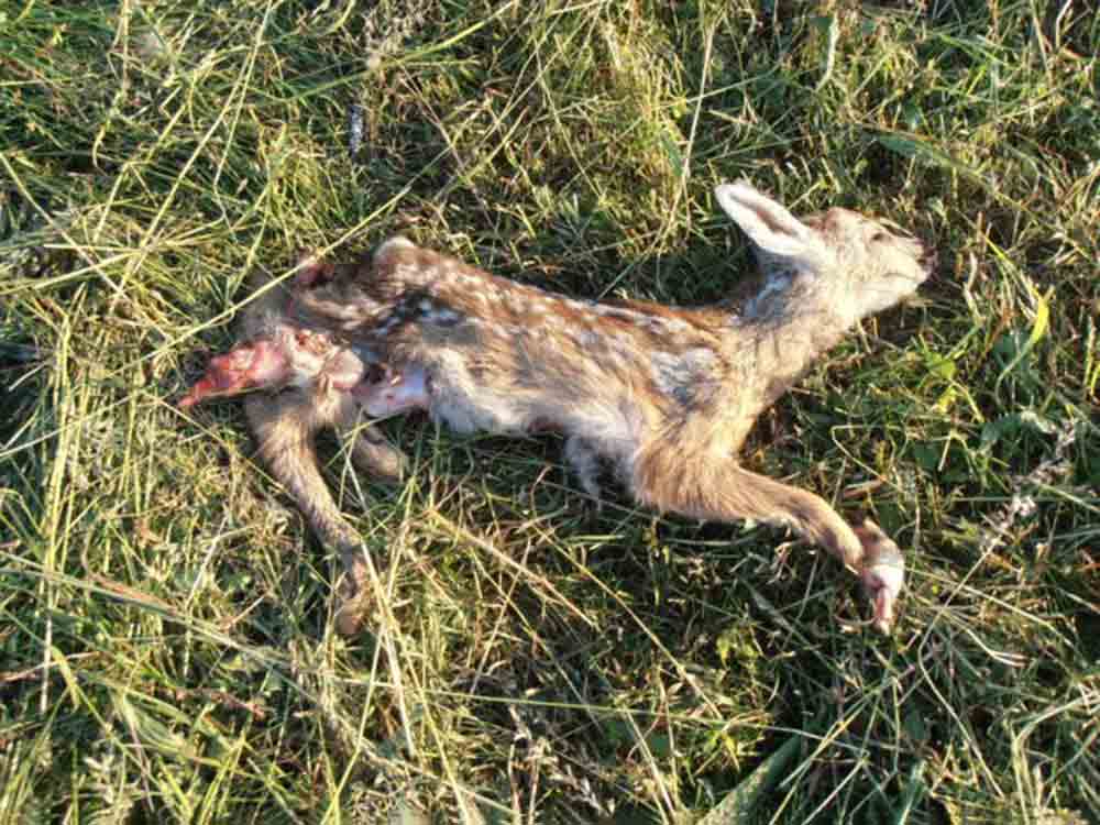 Beginn der Mähsaison: Kitze, Hasenkinder & Co. in Lebensgefahr, Peta appelliert an Landwirte in Nordrhein Westfalen, Tierbabys zu schützen Beginn der Mähsaison: Kitze, Hasenkinder & Co. in Lebensgefahr, Peta appelliert an Landwirte in Nordrhein Westfalen, Tierbabys zu schützen