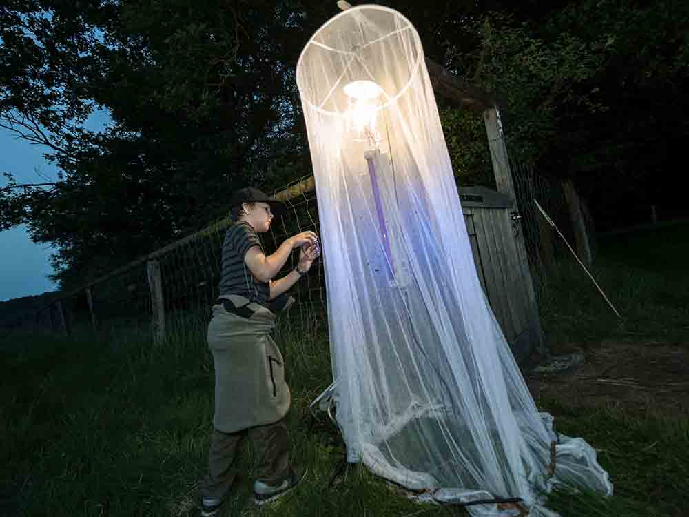 Lange Nacht der Insekten, Insektennacht mit öffentlicher Leuchtaktion, 16. Juni 2023, LWL Museum für Naturkunde Münster Lange Nacht der Insekten, Insektennacht mit öffentlicher Leuchtaktion, 16. Juni 2023, LWL Museum für Naturkunde Münster