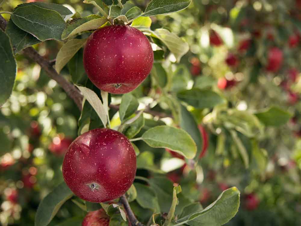 Ein Jahr Zentrum für Digitalisierung in der Landwirtschaft, Feldtag, Abschlussprüfungen im Gartenbau, Apfelbaumgespinstmotte Ein Jahr Zentrum für Digitalisierung in der Landwirtschaft, Feldtag, Abschlussprüfungen im Gartenbau, Apfelbaumgespinstmotte