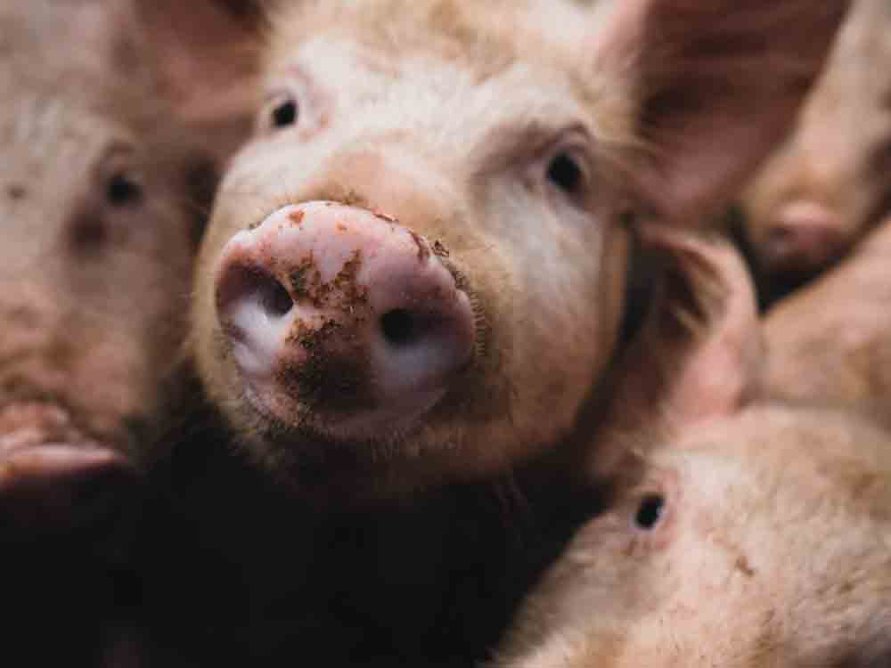 Beschluss zum Tierhaltungskennzeichnungsgesetz im Bundestag: Neu verhandeln, nicht beschließen Beschluss zum Tierhaltungskennzeichnungsgesetz im Bundestag: Neu verhandeln, nicht beschließen