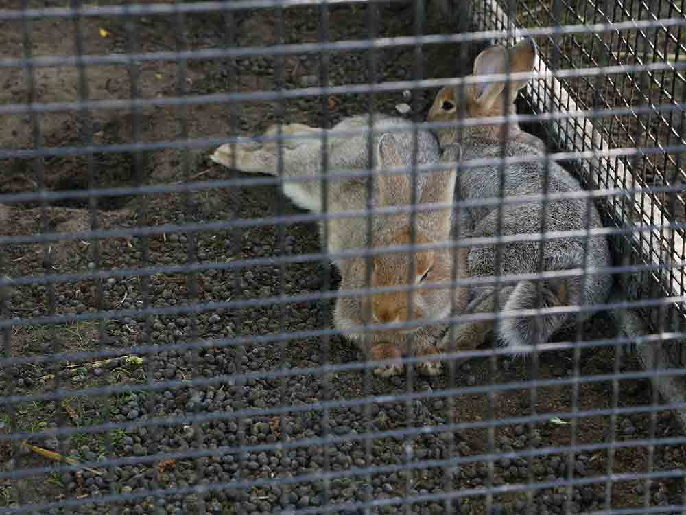 Wieder Missstände bei Tierhaltung im Gartenschaupark Rietberg, Offener Brief, Verein Achtung für Tiere Wieder Missstände bei Tierhaltung im Gartenschaupark Rietberg, Offener Brief, Verein Achtung für Tiere