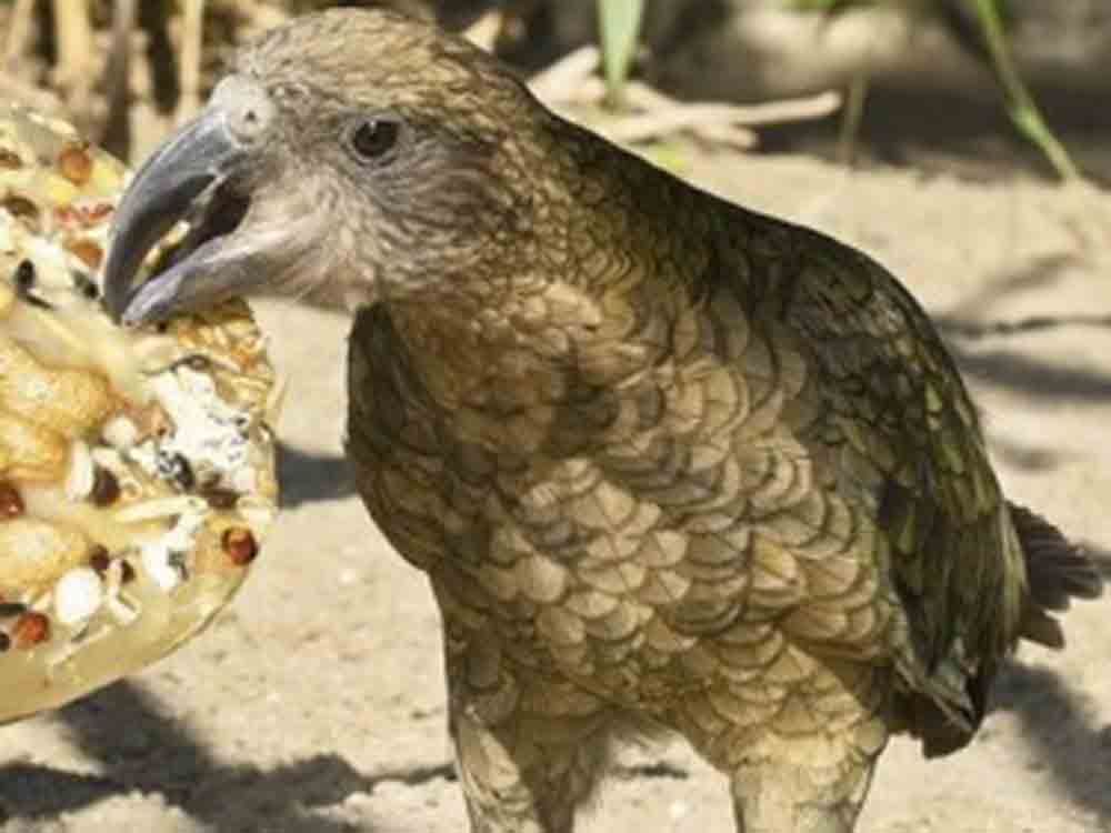 Keas unterscheiden Bekannte von Unbekannten, Forscher der Veterinärmedizinischen Universität Wien testen neuseeländische Bergpapageien Keas unterscheiden Bekannte von Unbekannten, Forscher der Veterinärmedizinischen Universität Wien testen neuseeländische Bergpapageien