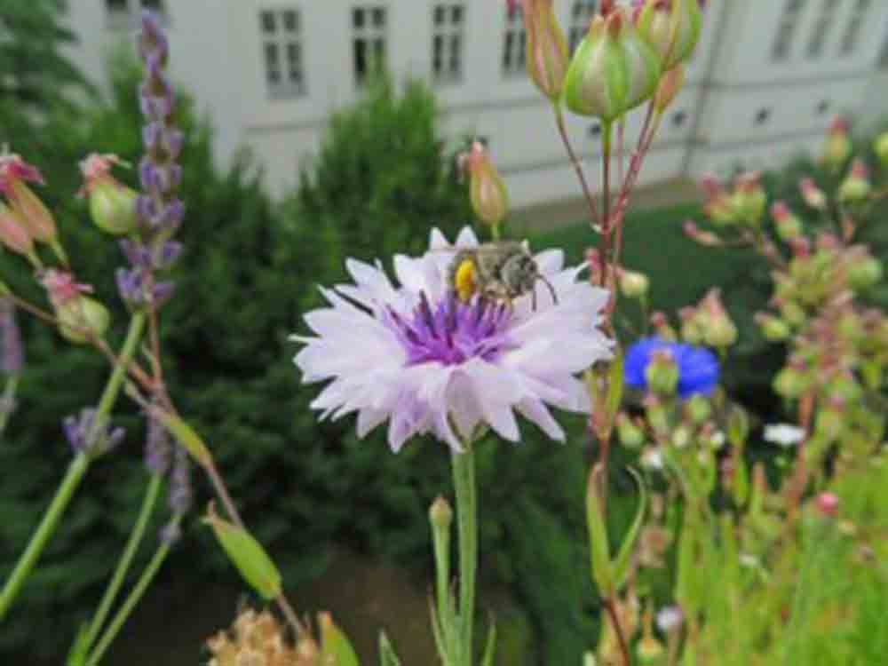 Bienen und Schmetterlinge in Städten gefährdet, weltweite Analyse zu Bestäubern in Ballungszentren: Lebensräume schrumpfen immer mehr Bienen und Schmetterlinge in Städten gefährdet, weltweite Analyse zu Bestäubern in Ballungszentren: Lebensräume schrumpfen immer mehr