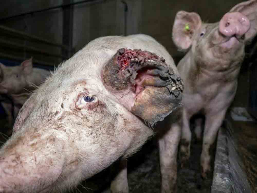 Deutsches Tierschutzbüro: &raquo;Versteckte Videoaufnahmen belegen: Tönnies Zulieferer quält Schweine und lässt einige absichtlich verhungern&laquo;