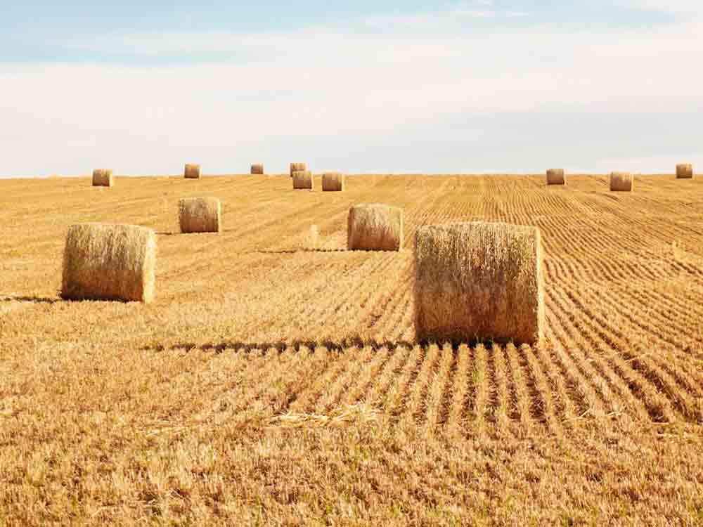 News der Landwirtschaftskammer Nordrhein Westfalen, 13. Juli 2023, Braugersten, Gelbe Riesen auf dem Acker, Kühe trinken nicht über den Durst News der Landwirtschaftskammer Nordrhein Westfalen, 13. Juli 2023, Braugersten, Gelbe Riesen auf dem Acker, Kühe trinken nicht über den Durst