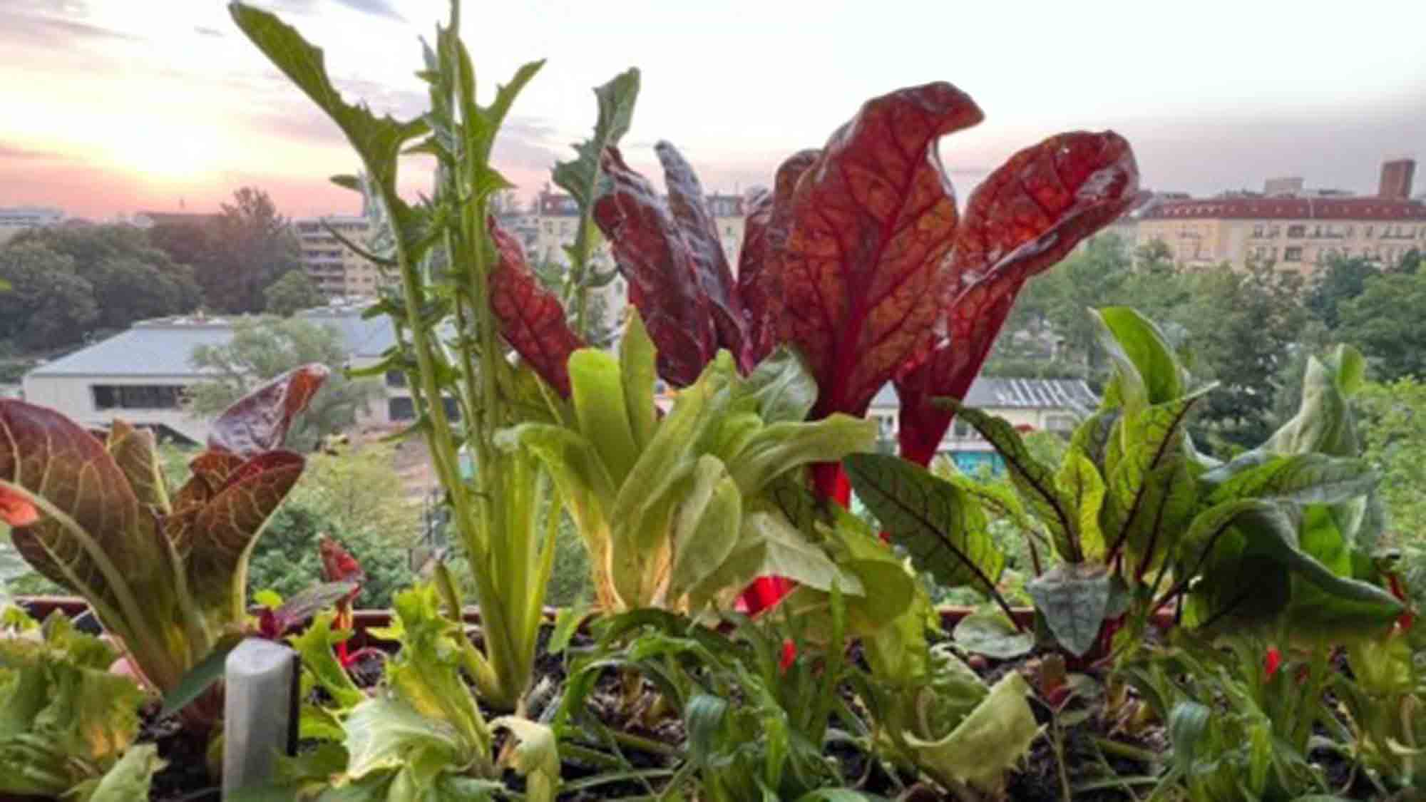 Schluss mit leeren Balkonkästen im Winter. Der 13. Online Bio Balkon Kongress lädt ein vom 8. bis zum 11. September 2023 Schluss mit leeren Balkonkästen im Winter. Der 13. Online Bio Balkon Kongress lädt ein vom 8. bis zum 11. September 2023