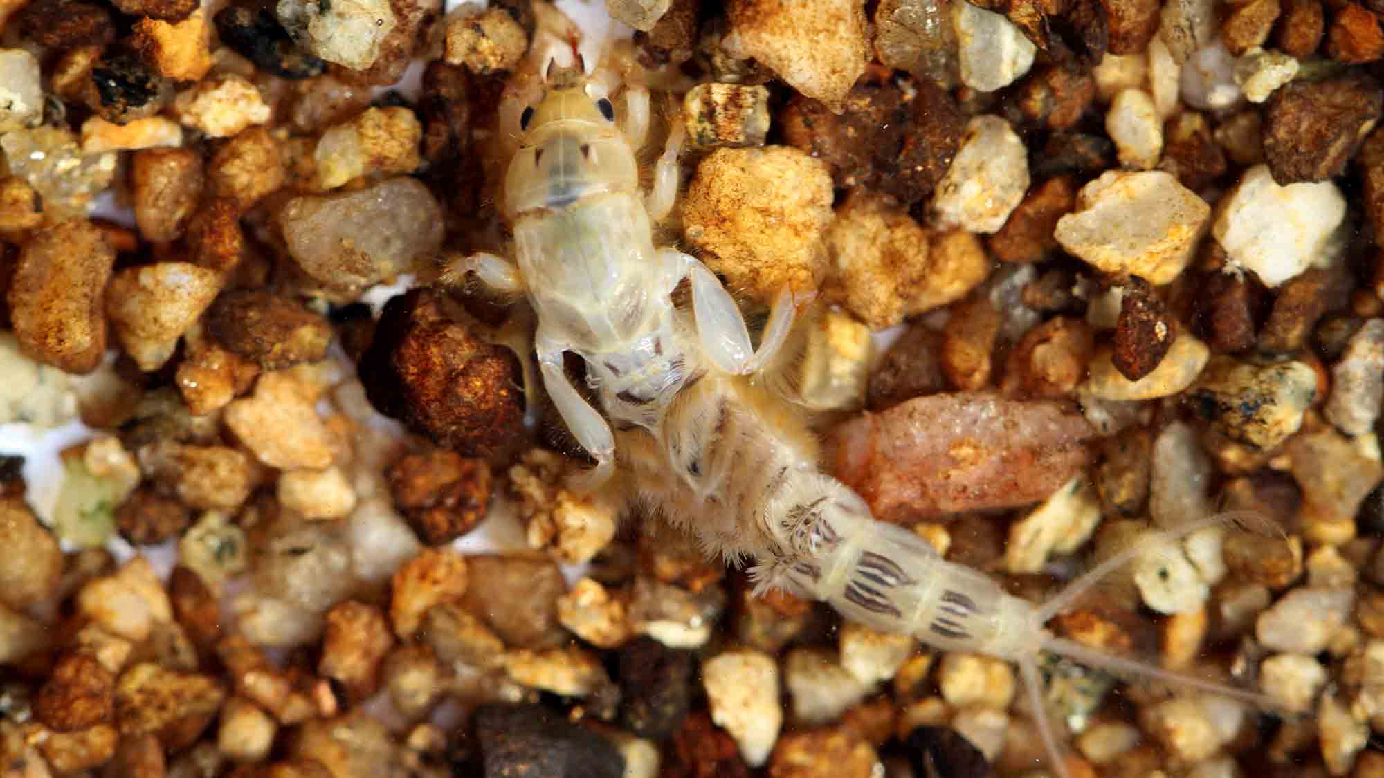 Insektizide beeinflussen Wasserinsekten auf unerwartete Weise, Leibniz Institut zur Analyse des Biodiversitätswandels (LIB) Insektizide beeinflussen Wasserinsekten auf unerwartete Weise, Leibniz Institut zur Analyse des Biodiversitätswandels (LIB)