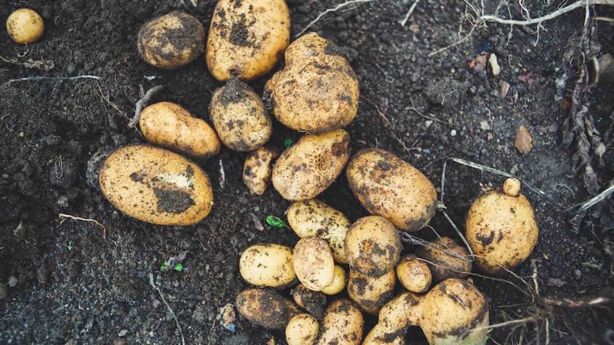 Landwirtschaftskammer Nordrhein Westfalen, 31. August 2023, Kartoffelanbau, Düsser Schwein und Huhn 2023, Düsser Bauernmarkt Landwirtschaftskammer Nordrhein Westfalen, 31. August 2023, Kartoffelanbau, Düsser Schwein und Huhn 2023, Düsser Bauernmarkt