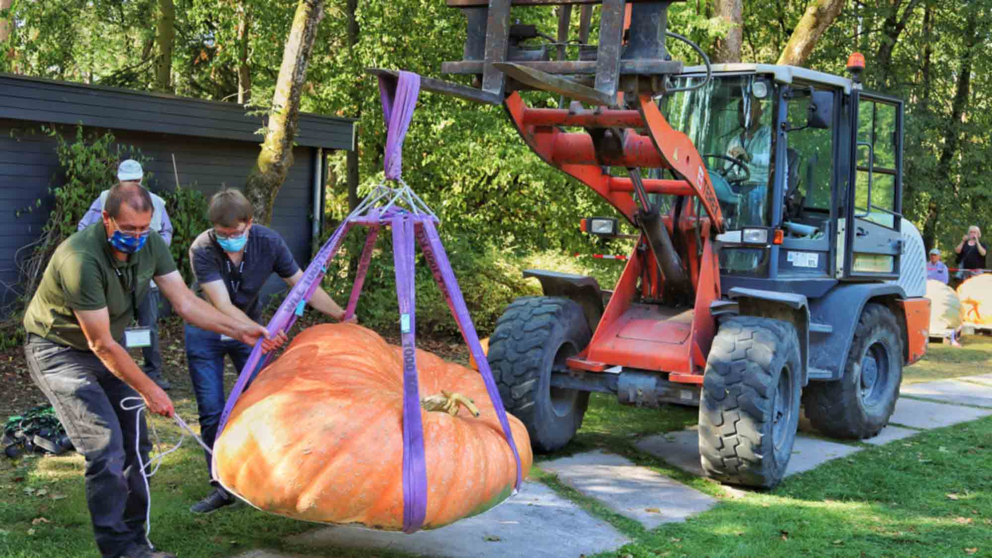 Bad Lippspringe: Wiegemeisterschaft der Riesenkürbisse in der Gartenschau, unterhaltsamer Event für die ganze Familie am, 17. September 2023 Bad Lippspringe: Wiegemeisterschaft der Riesenkürbisse in der Gartenschau, unterhaltsamer Event für die ganze Familie am, 17. September 2023
