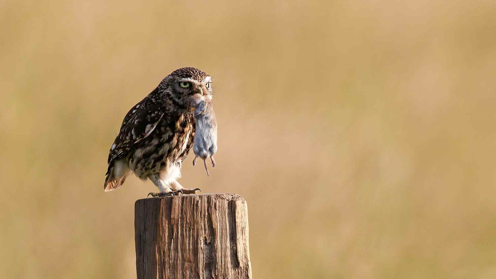 Schon für den Vogel des Jahres 2024 abgestimmt? Der NABU Bird O Mat freigeschaltet – mehr als 90.000 haben bereits gewählt Schon für den Vogel des Jahres 2024 abgestimmt? Der NABU Bird O Mat freigeschaltet – mehr als 90.000 haben bereits gewählt