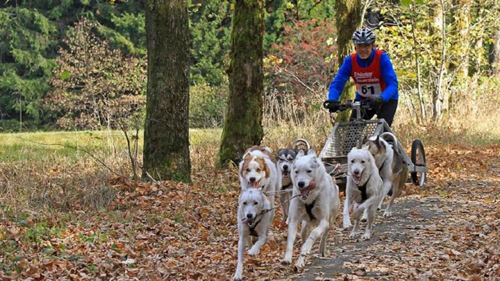 Indian Summer Race fast ausgebucht! Rund 200 Hunde samt Mushern in Clausthal Zellerfeld, 14. und 15. Oktober 2023 Indian Summer Race fast ausgebucht! Rund 200 Hunde samt Mushern in Clausthal Zellerfeld, 14. und 15. Oktober 2023