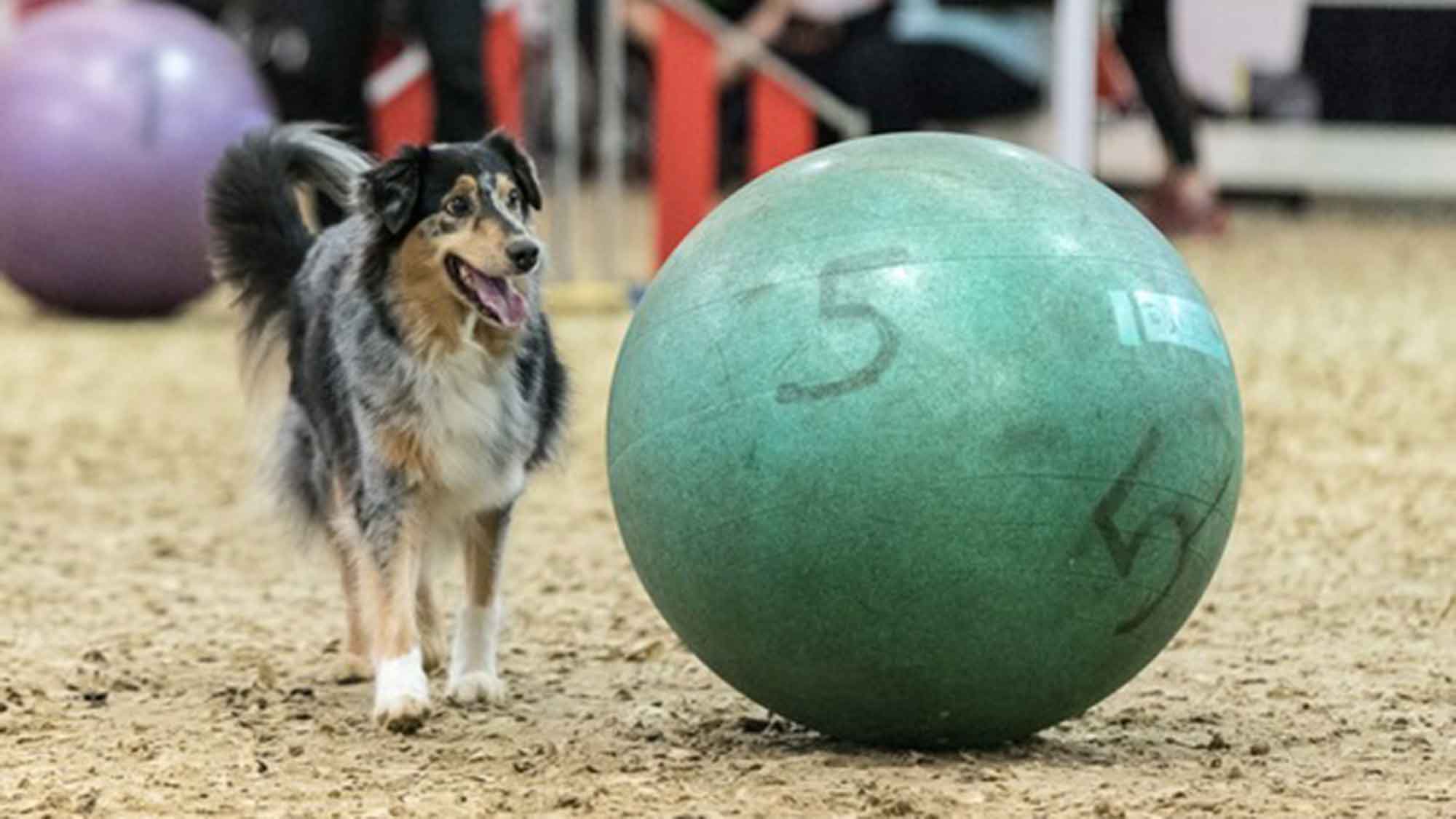 Doglive 2024: Restart der beliebten Hundemesse in Münster mit Gala, Filmtier Casting und Ninja Dogs Parcours, 20. und 21. Januar 2024 Doglive 2024: Restart der beliebten Hundemesse in Münster mit Gala, Filmtier Casting und Ninja Dogs Parcours, 20. und 21. Januar 2024