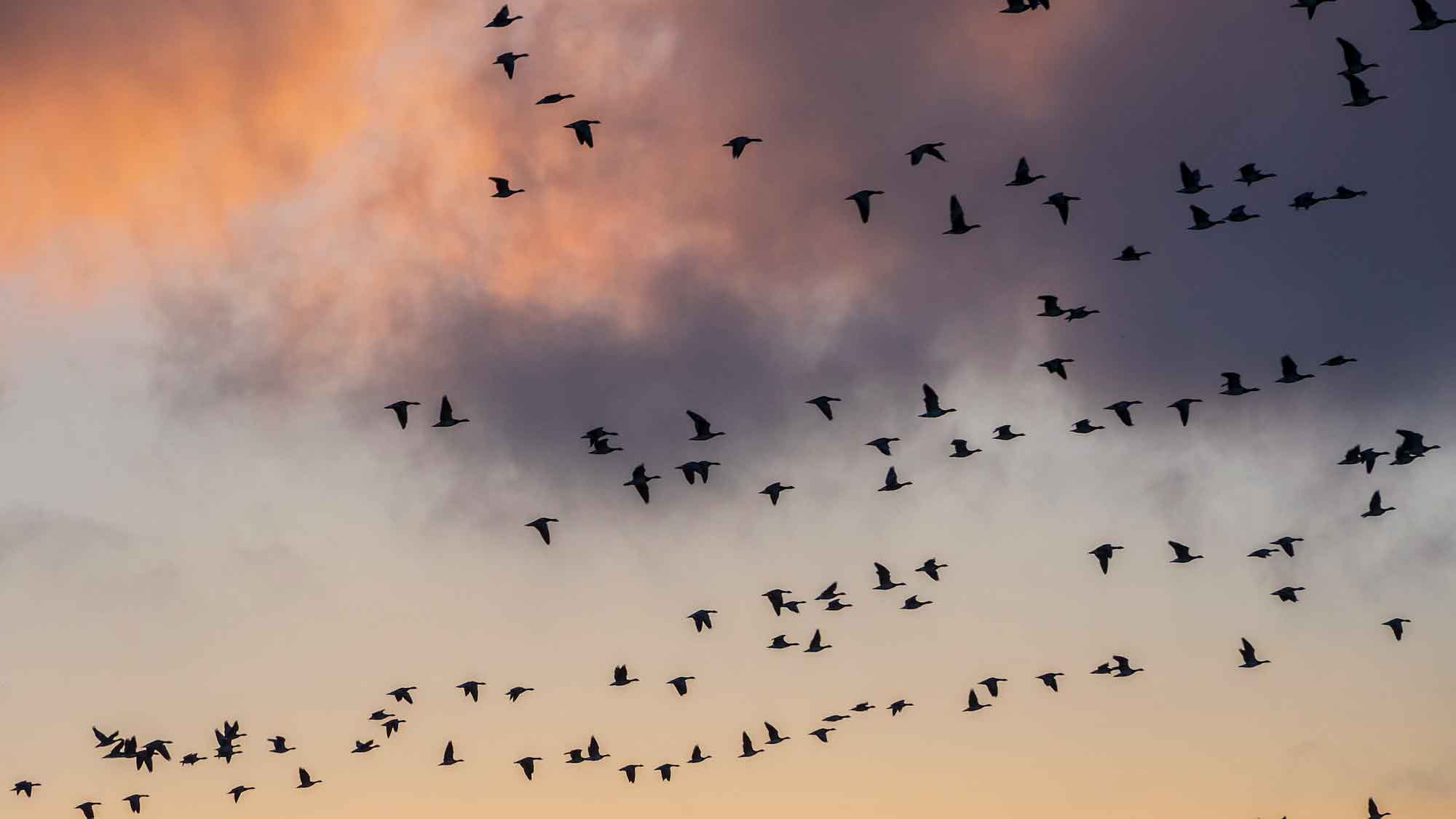 Deutschlands Vogel Index, Vogelperspektive auf die Infrastruktur in Deutschlands Großstädten: Düsseldorf bietet die besten Lebensbedingungen für Vögel Deutschlands Vogel Index, Vogelperspektive auf die Infrastruktur in Deutschlands Großstädten: Düsseldorf bietet die besten Lebensbedingungen für Vögel