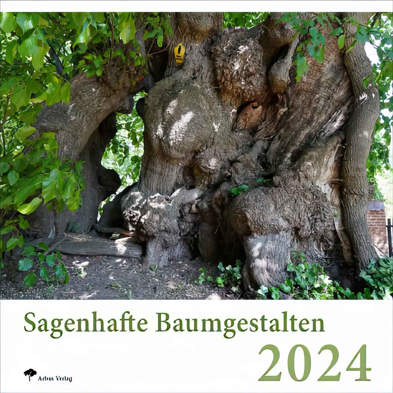 Bäume für ein ganzes Jahr: die Baumkalender für 2024 Bäume für ein ganzes Jahr: die Baumkalender für 2024