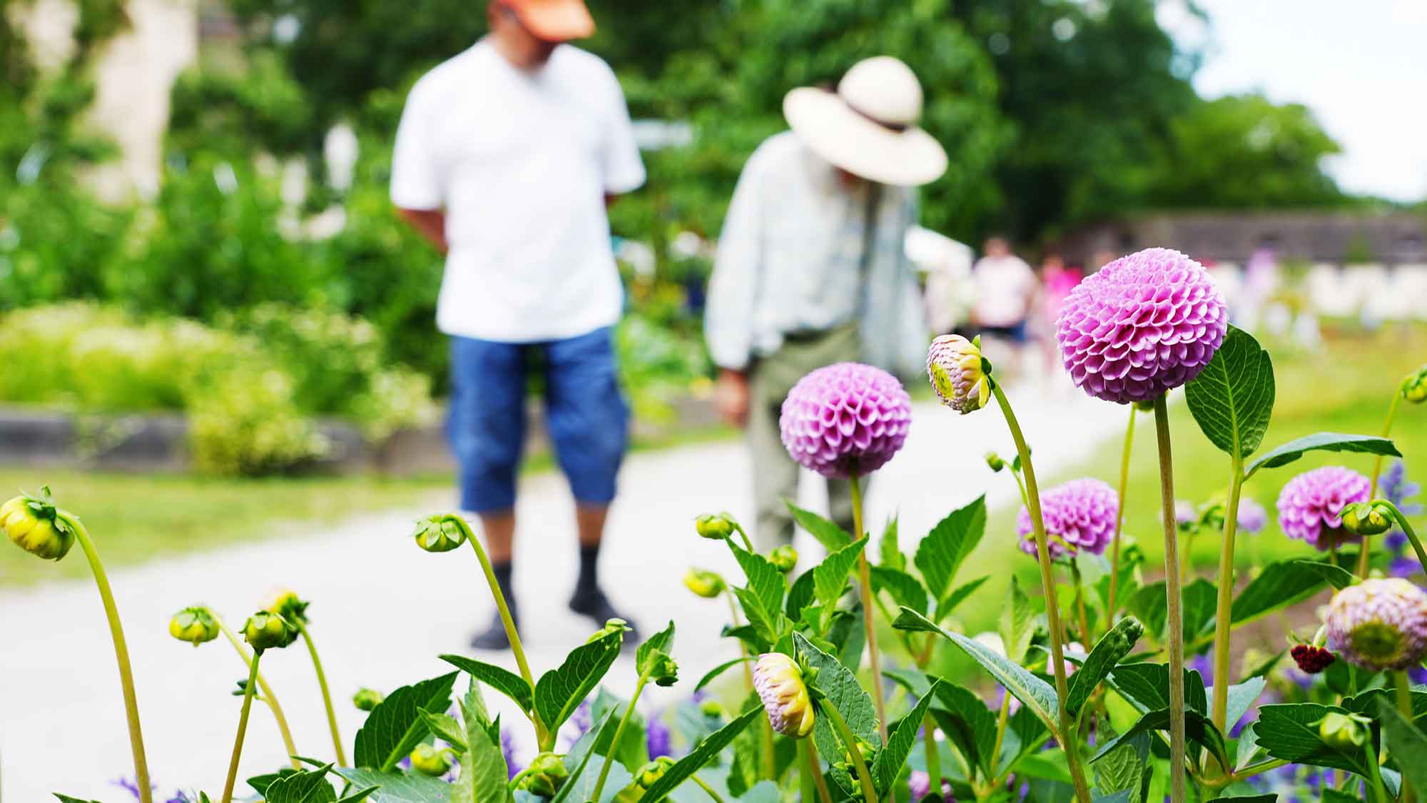 Gartenschaupark Höxter bleibt eine Reise wert, das Gelände an Weser, Wall und Welterbe soll auch in 2024 Besucher locken Gartenschaupark Höxter bleibt eine Reise wert, das Gelände an Weser, Wall und Welterbe soll auch in 2024 Besucher locken