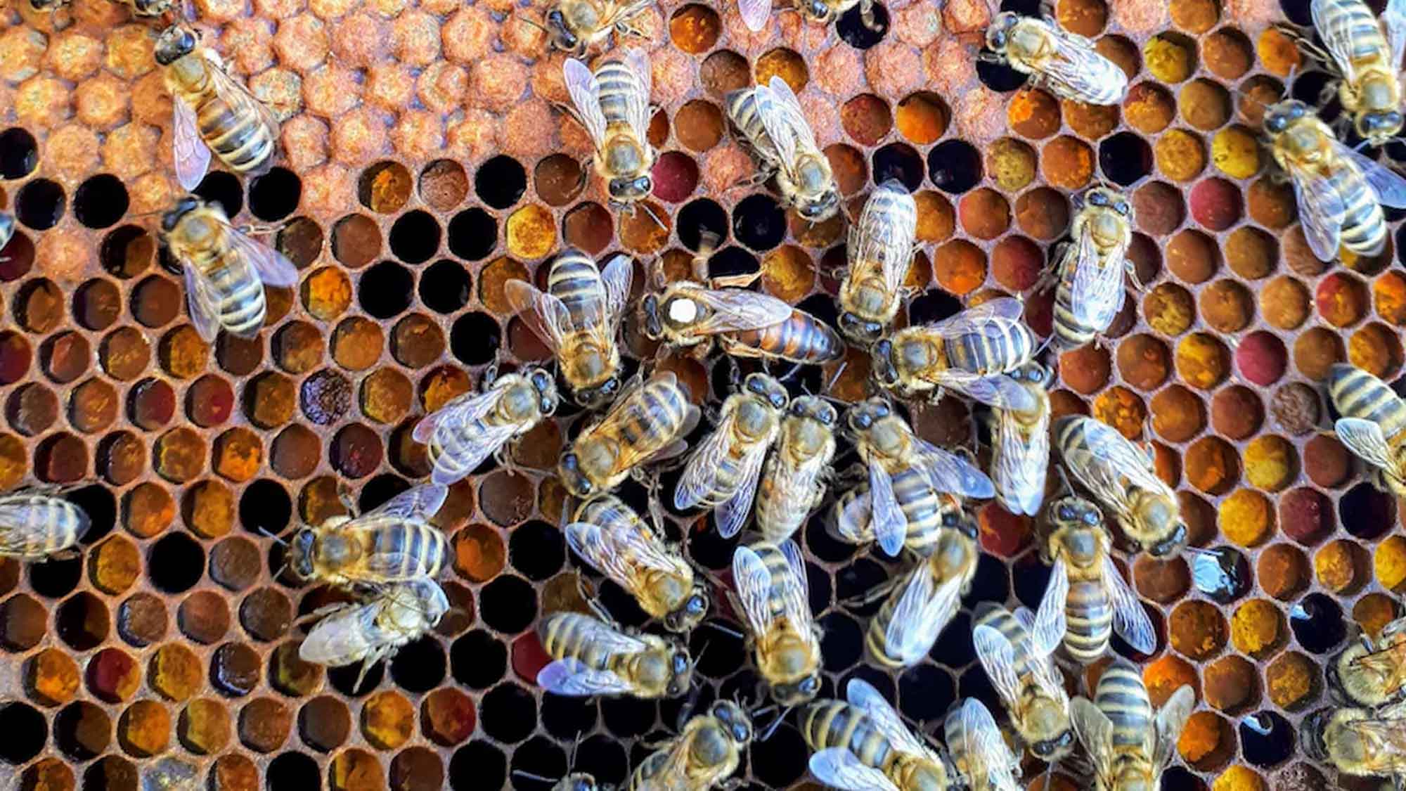News der Landwirtschaftskammer Nordrhein Westfalen, Tierzahlen, Pflanzenbauratgeber, Rosenbeete und mehr News der Landwirtschaftskammer Nordrhein Westfalen, Tierzahlen, Pflanzenbauratgeber, Rosenbeete und mehr