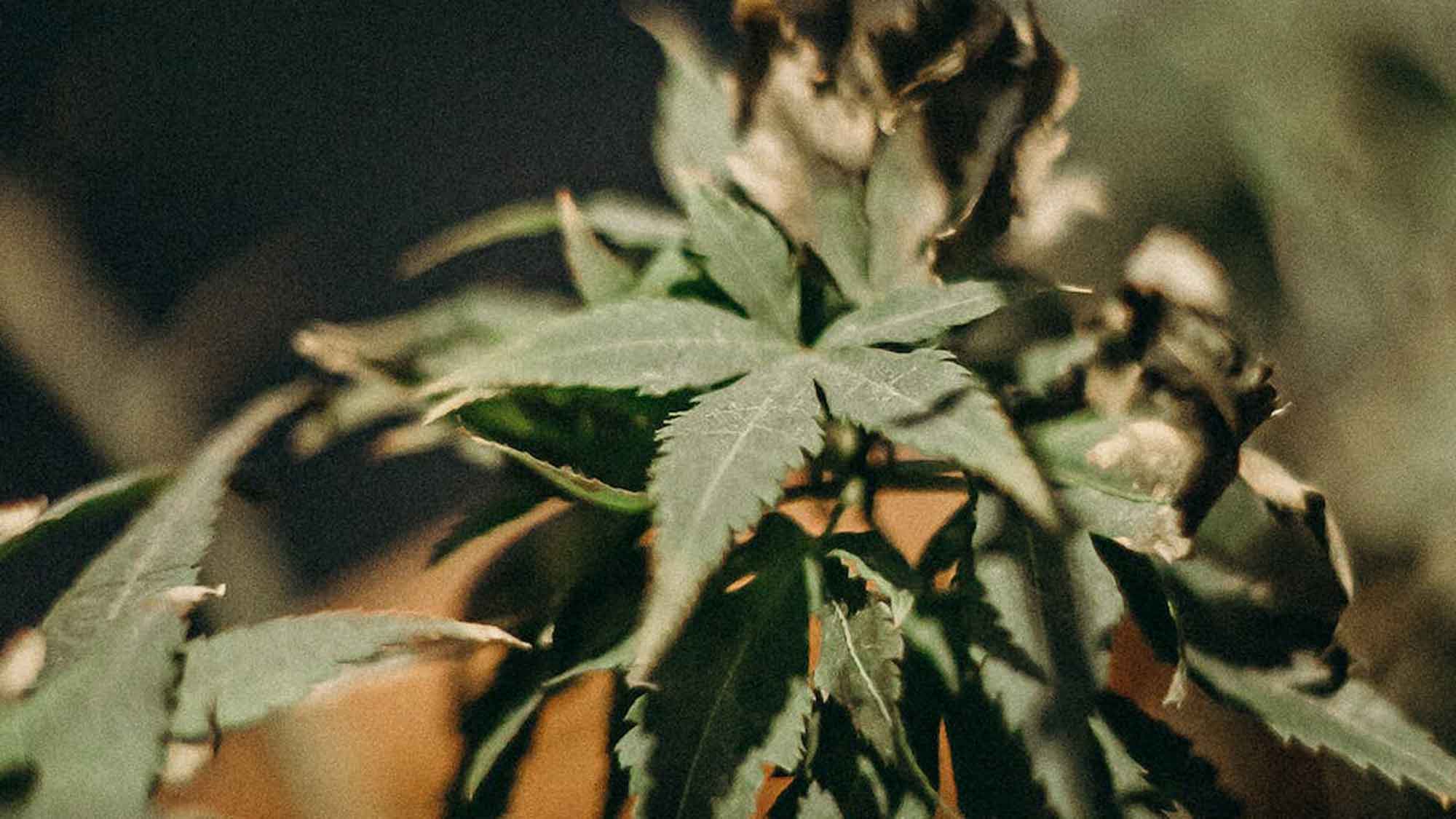 Cannabis Umfrage: Die Hälfte der Menschen in Deutschland würde bei Legalisierung Cannabis konsumieren Cannabis Umfrage: Die Hälfte der Menschen in Deutschland würde bei Legalisierung Cannabis konsumieren