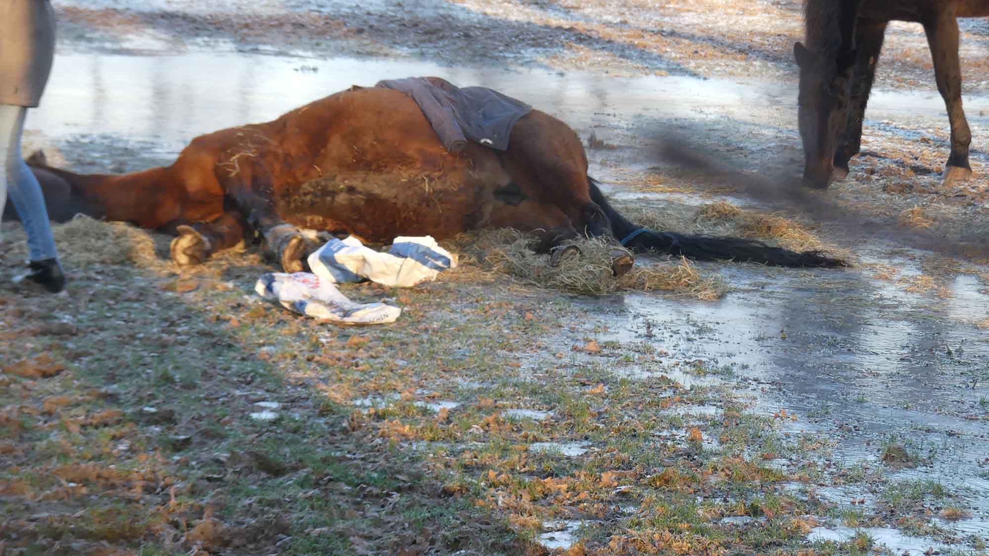 &raquo;Achtung für Tiere&laquo; Rietberg: Onlinetreffen zum Thema Tierschutzfälle, 2. Februar 2024
