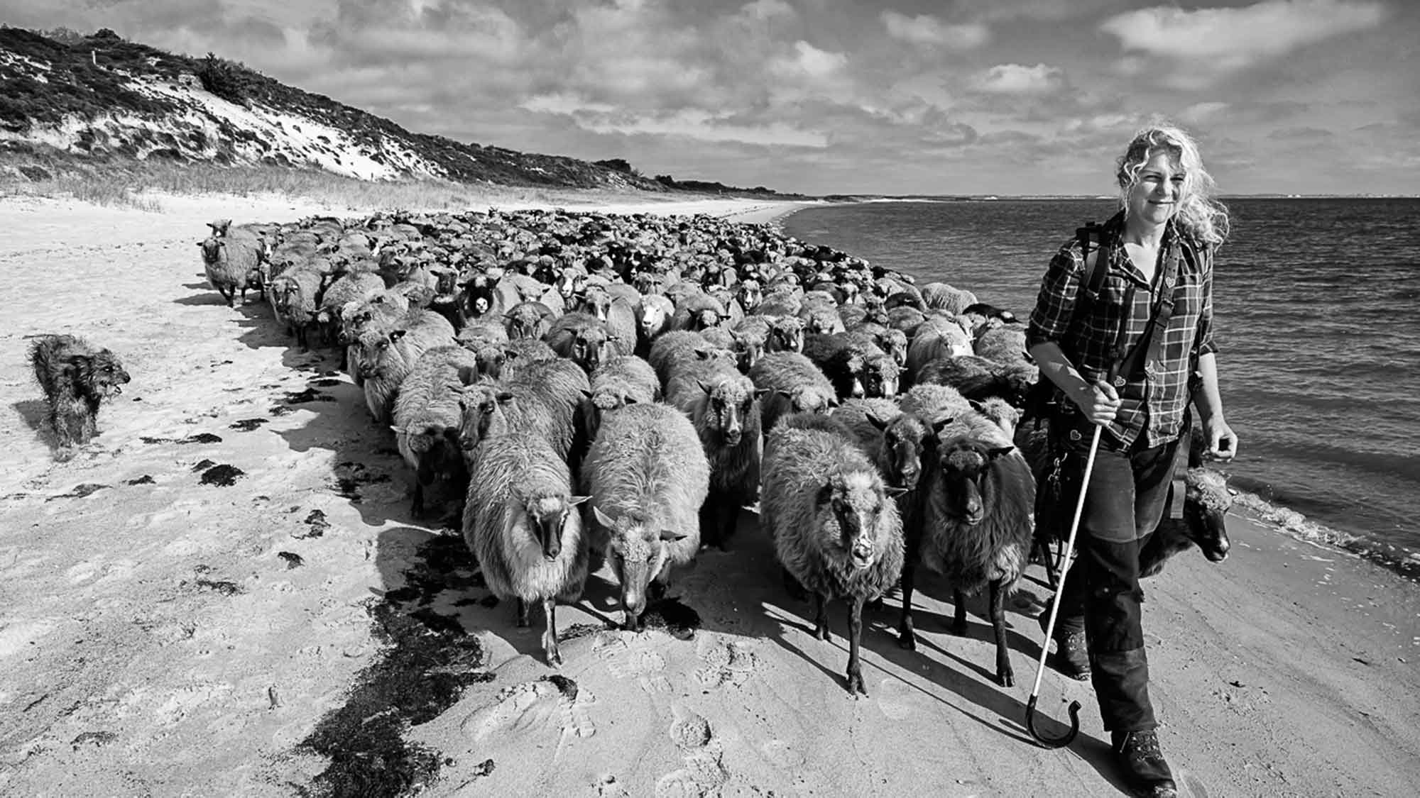 Steinzeitpark Dithmarschen: Fotoausstellung »Nomaden unserer Zeit – Wanderschäfereien in Schleswig Holstein«, 16. Februar 2024 bis 16. Juni 2024 Steinzeitpark Dithmarschen: Fotoausstellung »Nomaden unserer Zeit – Wanderschäfereien in Schleswig Holstein«, 16. Februar 2024 bis 16. Juni 2024