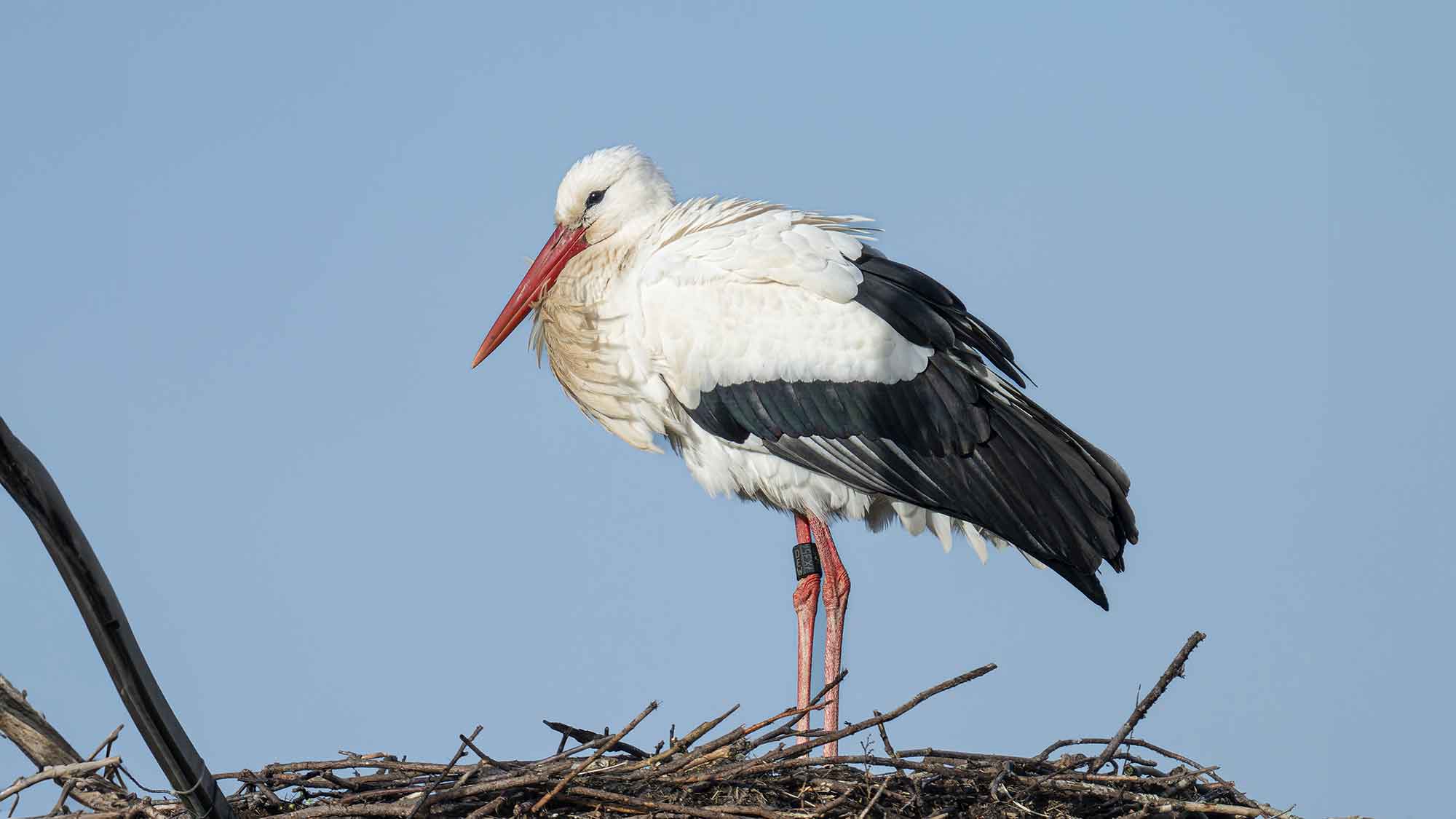 Am 1. Februar 2024 ist der 1. Storch an seinem angestammten Horst im Gütersloher Naturschutzgebiet &raquo;Große Wiese&laquo; eingetroffen