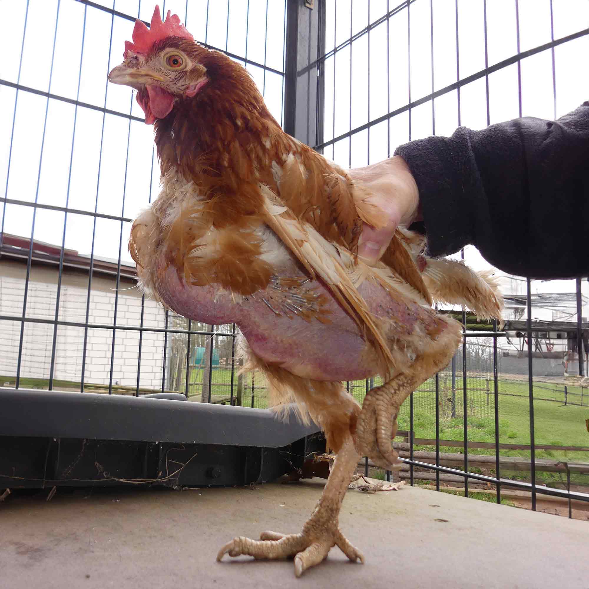 »Achtung für Tiere« Rietberg: Dem Tod entkommen – die kleine Greta hat sich selbst gerettet »Achtung für Tiere« Rietberg: Dem Tod entkommen – die kleine Greta hat sich selbst gerettet