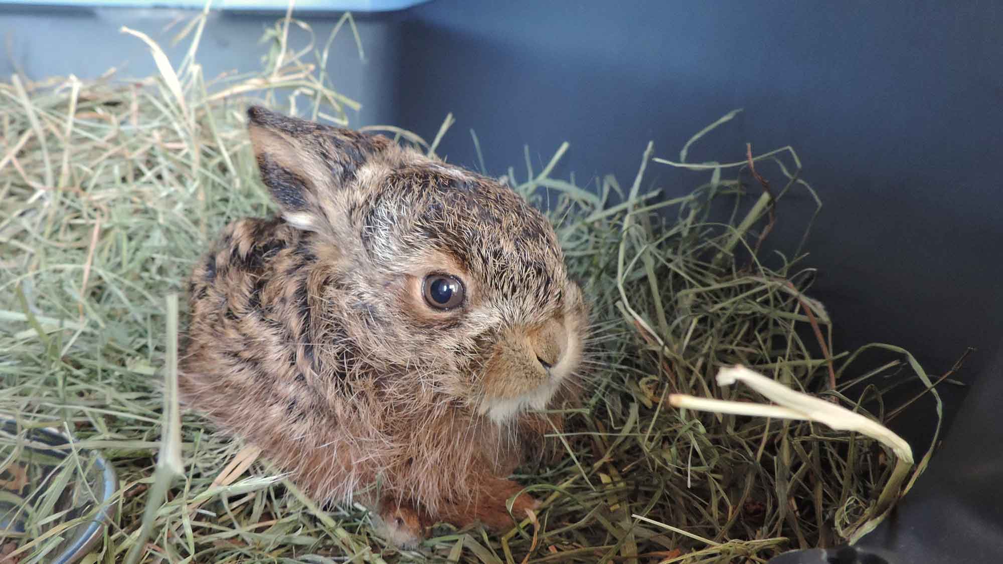 Beginn der Brutzeit, Setzzeit und Aufzuchtzeit: Hunde bitte anleinen! &raquo;Vier Pfoten&laquo; appelliert an Rücksichtnahme, um Wildtiere zu schützen