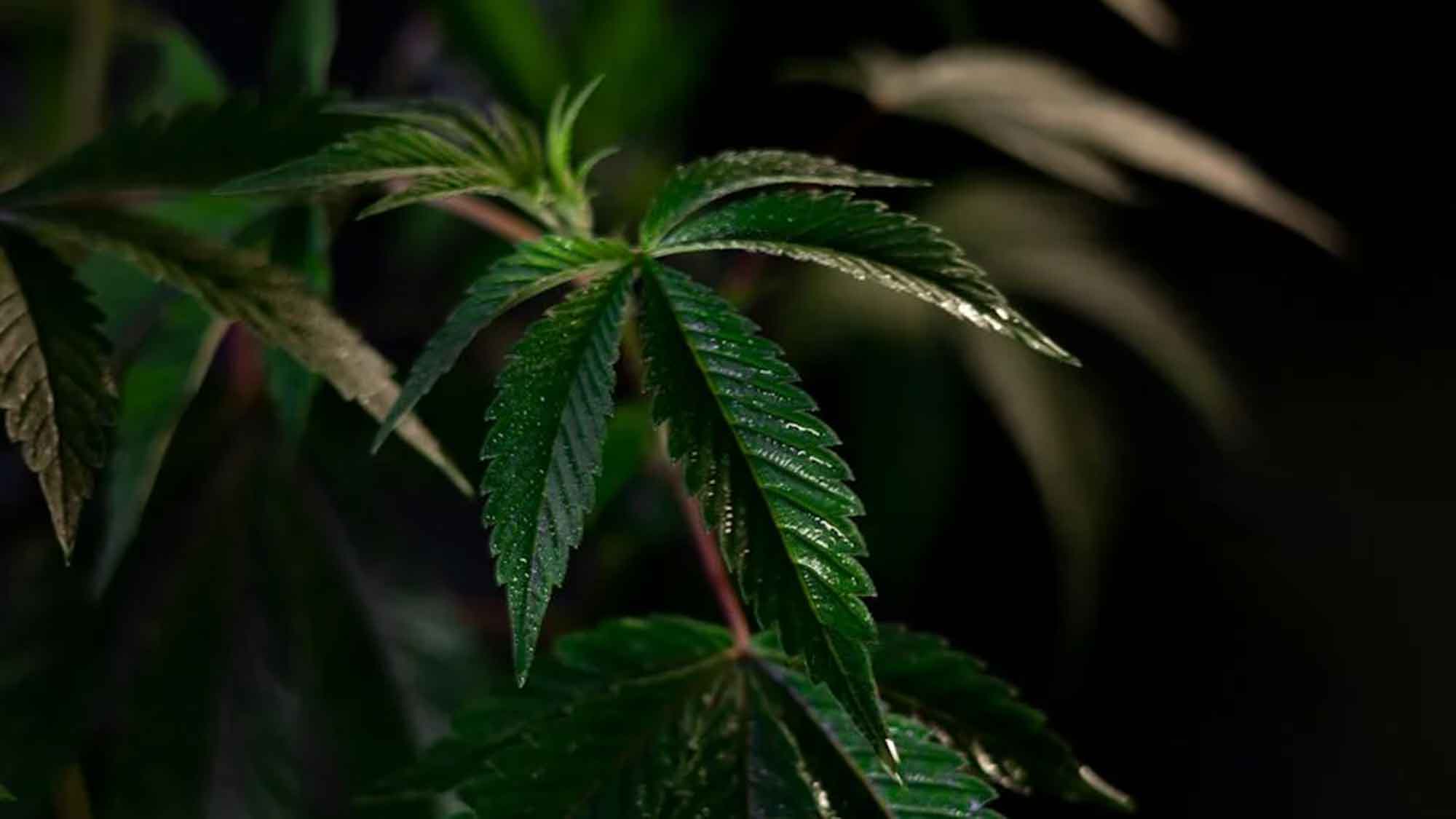 So teuer ist Cannabis aus der Apotheke, dem Eigenanbau, Social Clubs und bei Dealern/auf dem Schwarzmarkt So teuer ist Cannabis aus der Apotheke, dem Eigenanbau, Social Clubs und bei Dealern/auf dem Schwarzmarkt