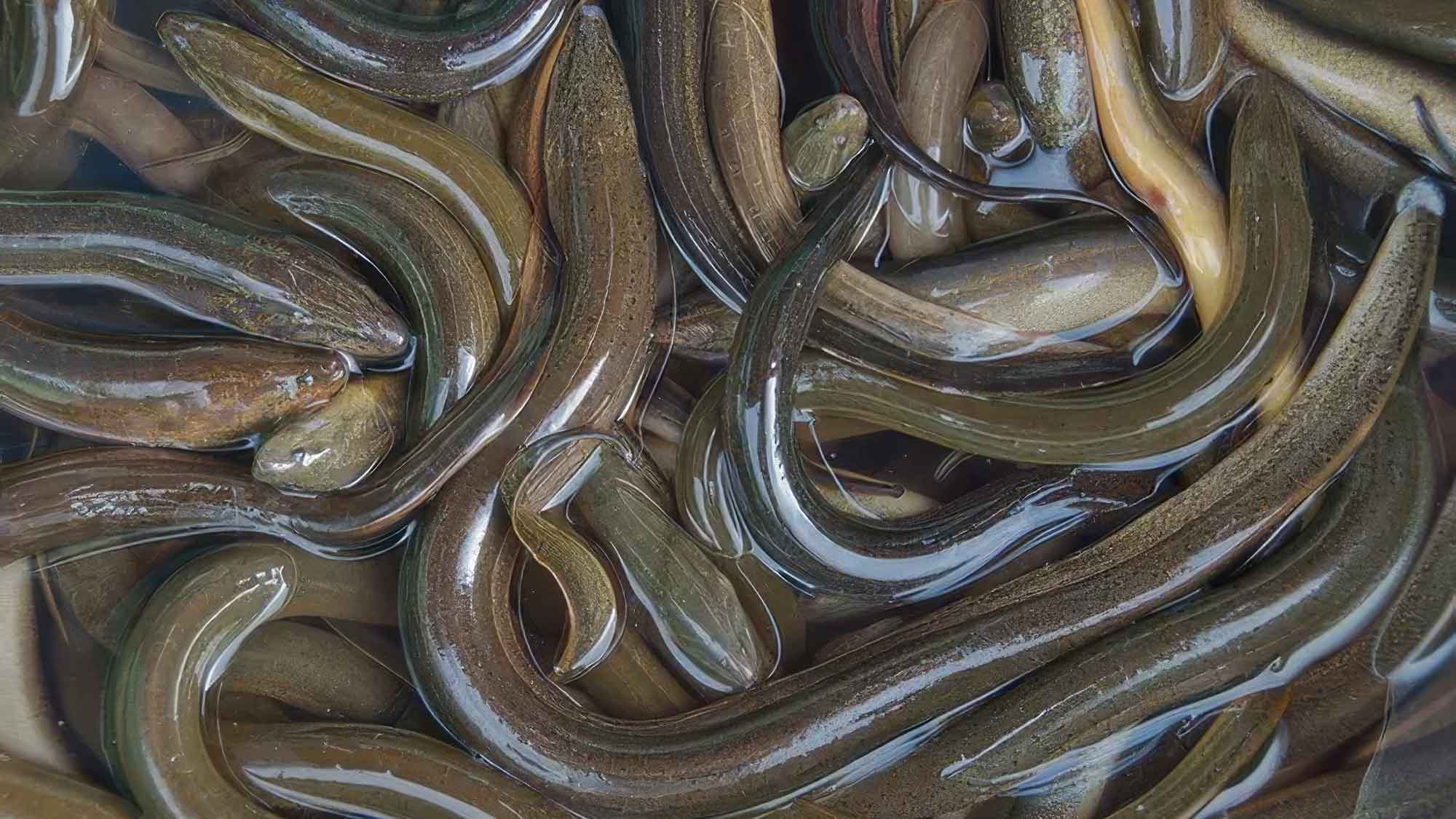 Zum Schutz bedrohter Aale: Bundesregierung legt Schonzeit in der Nordsee fest Zum Schutz bedrohter Aale: Bundesregierung legt Schonzeit in der Nordsee fest