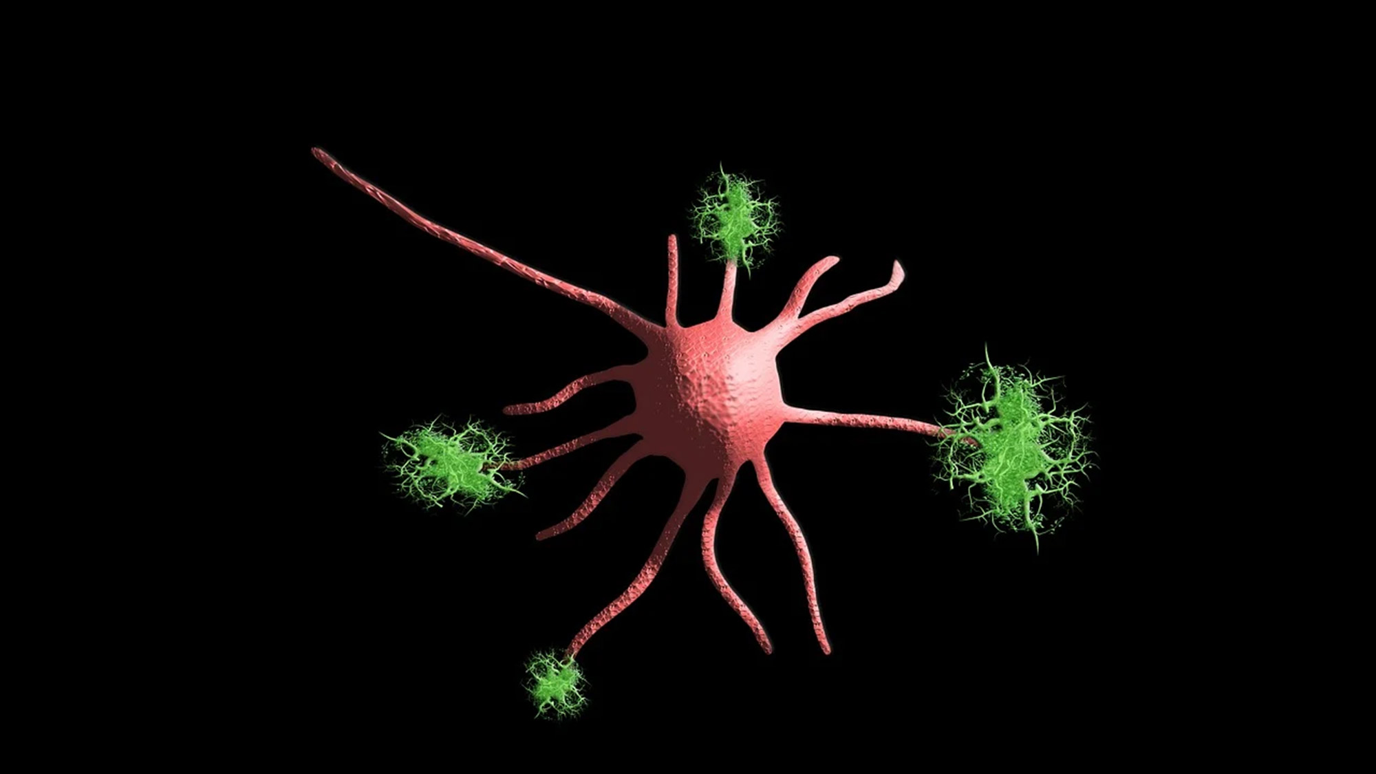 Gütersloh Medizin News: Benediktenkraut Extrakt repariert Nervenzellen Gütersloh Medizin News: Benediktenkraut Extrakt repariert Nervenzellen