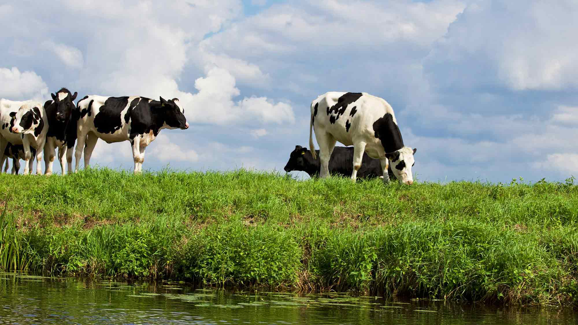Gütersloh Tierschutz News: Rinder finden keinen Zuspruch bei Osnabrücker Verwaltungsgericht