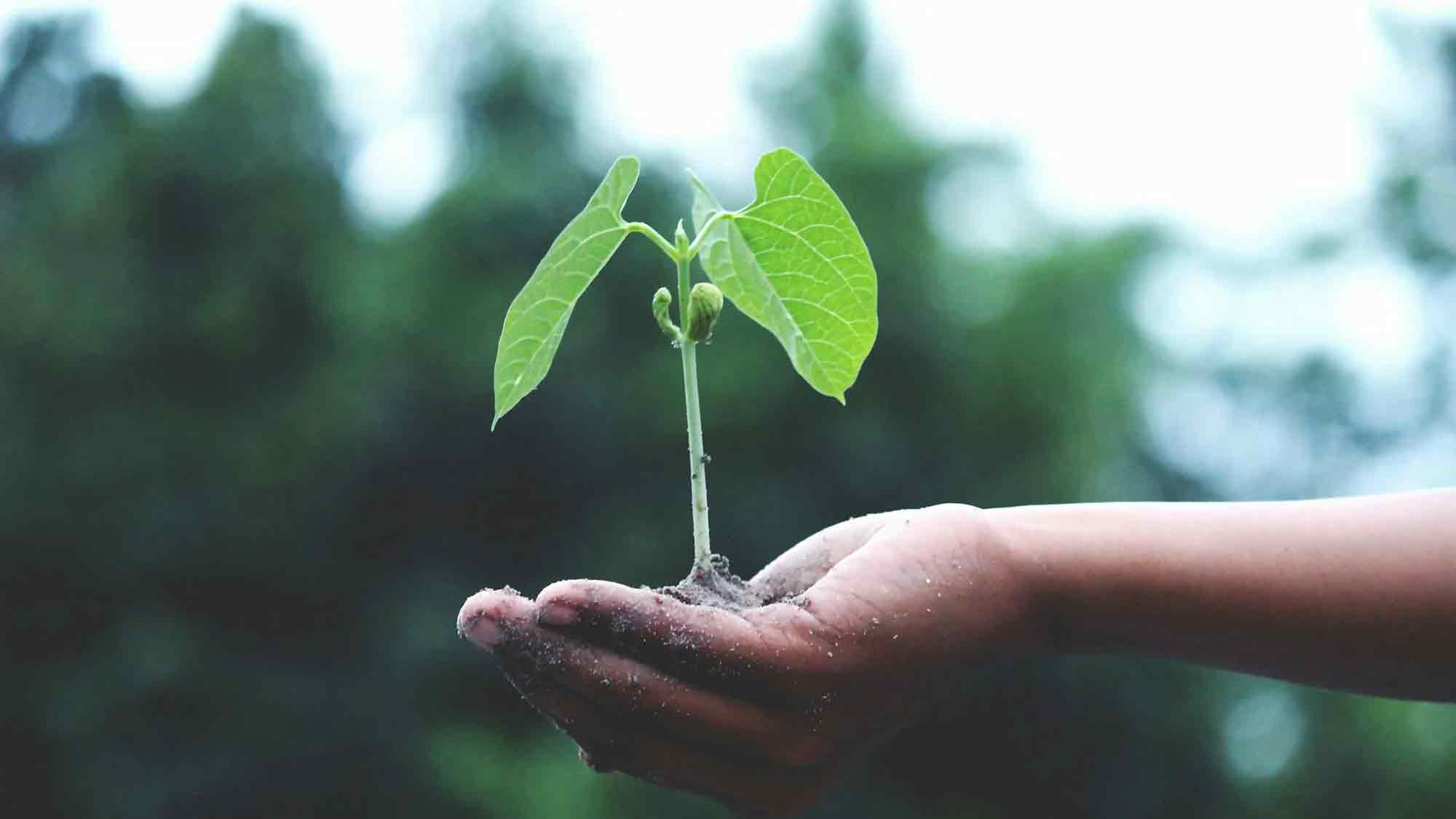 Landwirtschaftsnews Gütersloh: BDL: Zeitvorsprung nicht verspielen, Umgang mit neuen Züchtungstechniken im EU Parlament