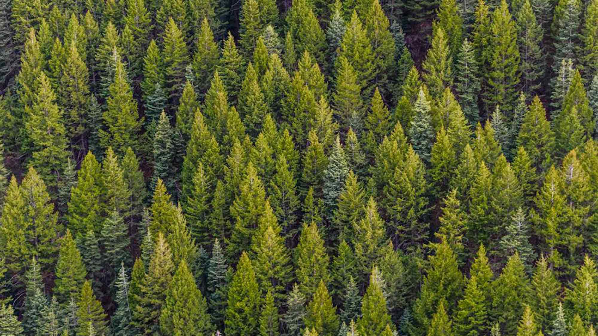 Mehr Klimaschutz im Wald: Bund stellt rund 130 Millionen Euro für Waldbesitzer zur Verfügung