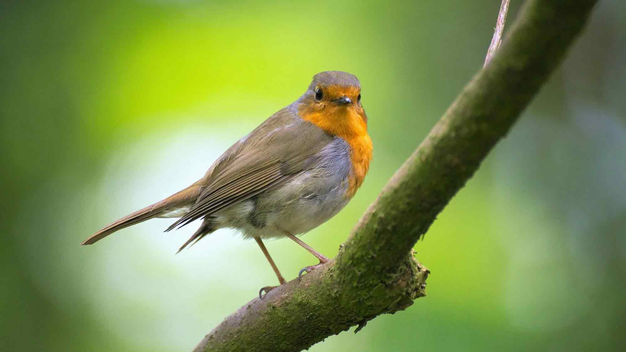 Evangelischer Kirchenkreis Gütersloh: »Alle Vögel sind schon da«, vogelkundliche Radtour, 11. Mai 2024 Evangelischer Kirchenkreis Gütersloh: »Alle Vögel sind schon da«, vogelkundliche Radtour, 11. Mai 2024
