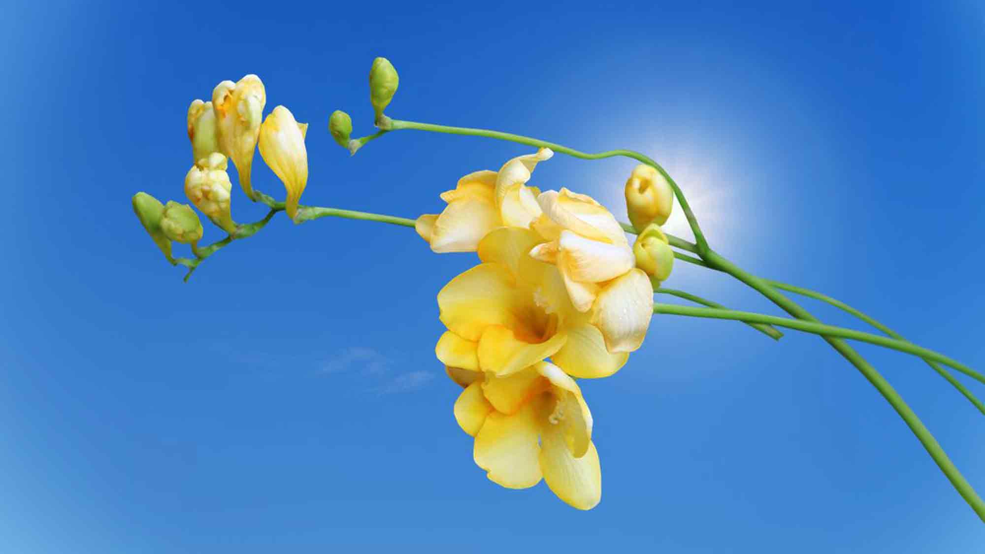 Blumen für Mutter Europa: Gelbe Freesien zum Muttertag für Gleichstellungsrechte und Freiheitsrechte Blumen für Mutter Europa: Gelbe Freesien zum Muttertag für Gleichstellungsrechte und Freiheitsrechte