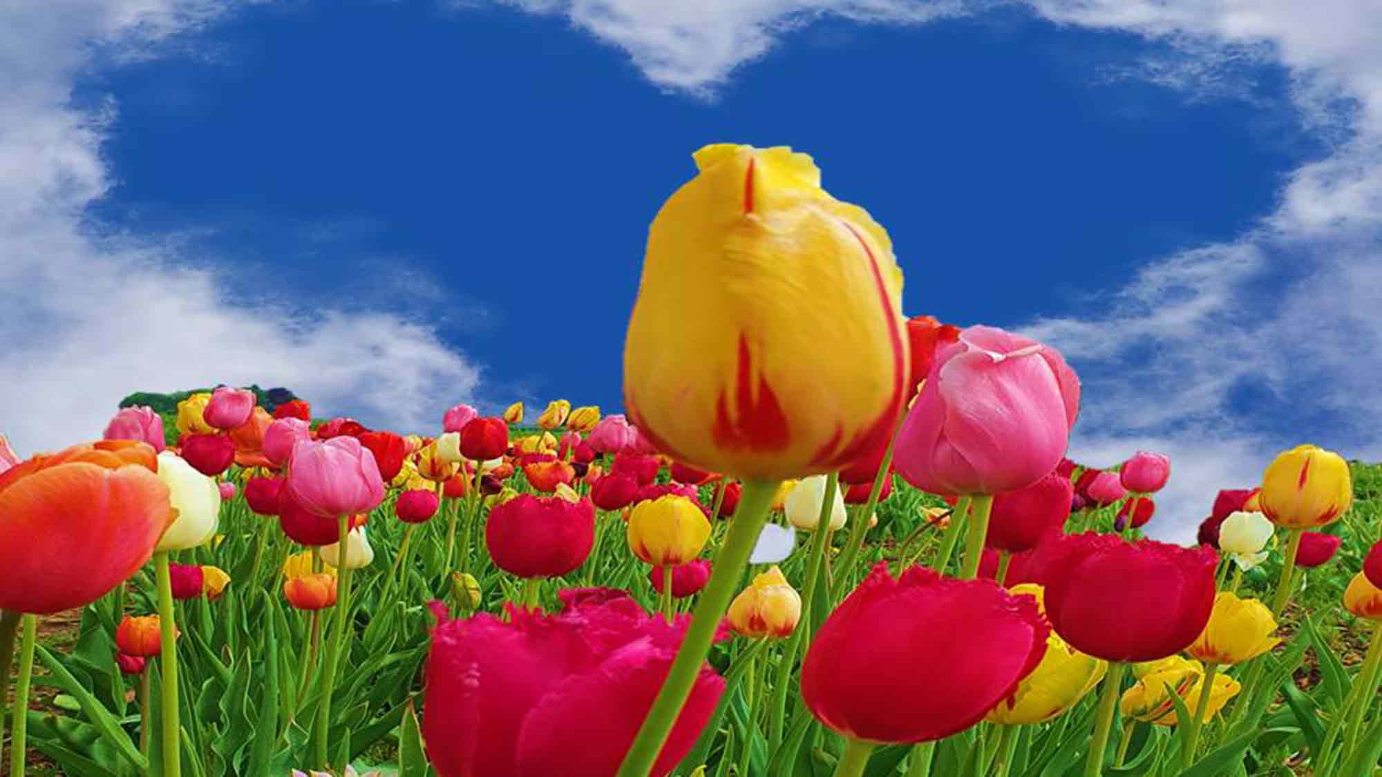 Blumen für Mutter Europa: Blumengeschenk Aktion zum Muttertag für Gleichstellungsrechte und Freiheitsrechte Blumen für Mutter Europa: Blumengeschenk Aktion zum Muttertag für Gleichstellungsrechte und Freiheitsrechte