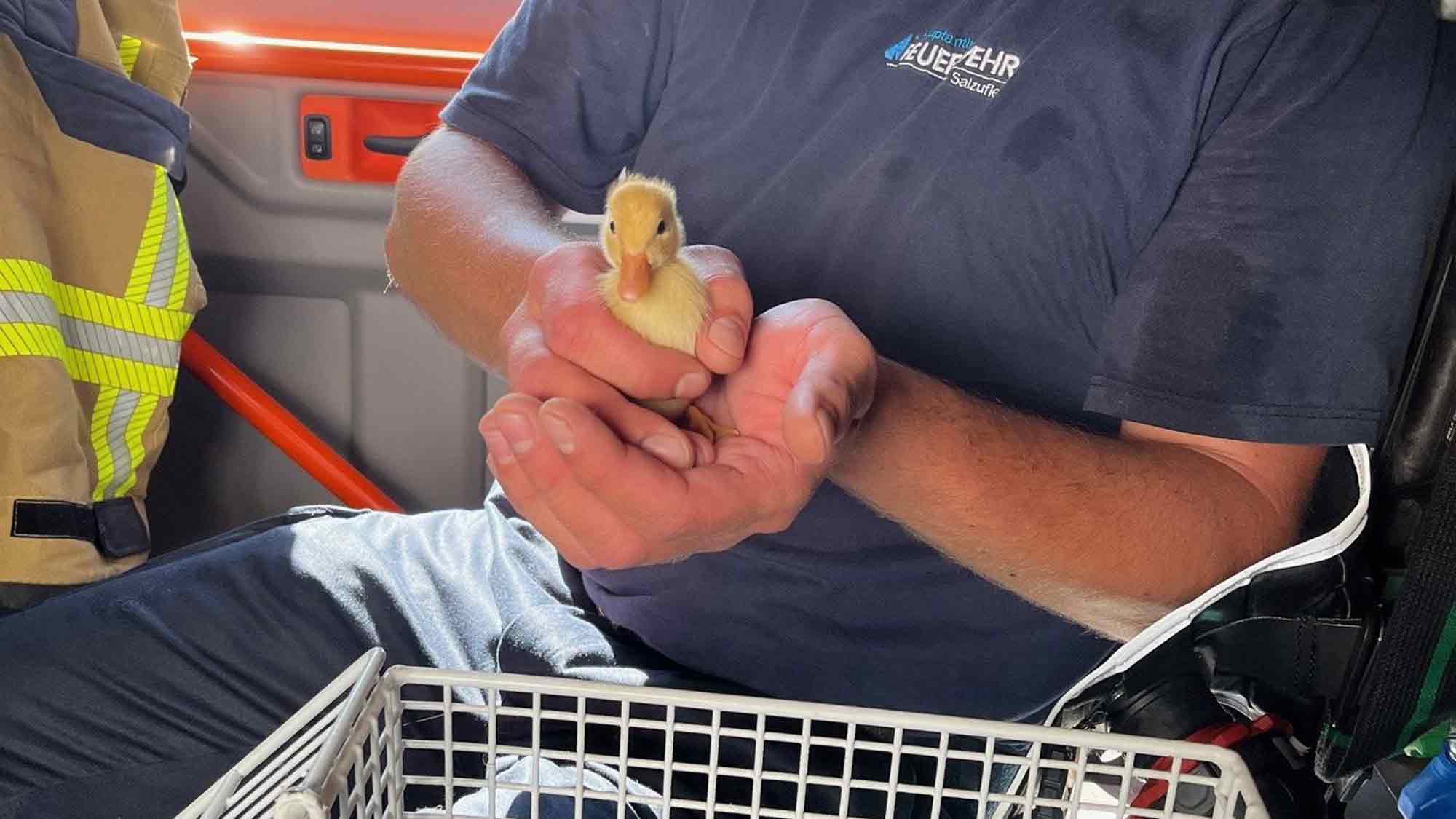 Freiwillige Feuerwehr Bad Salzuflen: Kuriose Tierrettung – 2 Entenküken verlieren beim Schwimmen auf der Salze Anschluss an ihre Mutter Freiwillige Feuerwehr Bad Salzuflen: Kuriose Tierrettung – 2 Entenküken verlieren beim Schwimmen auf der Salze Anschluss an ihre Mutter