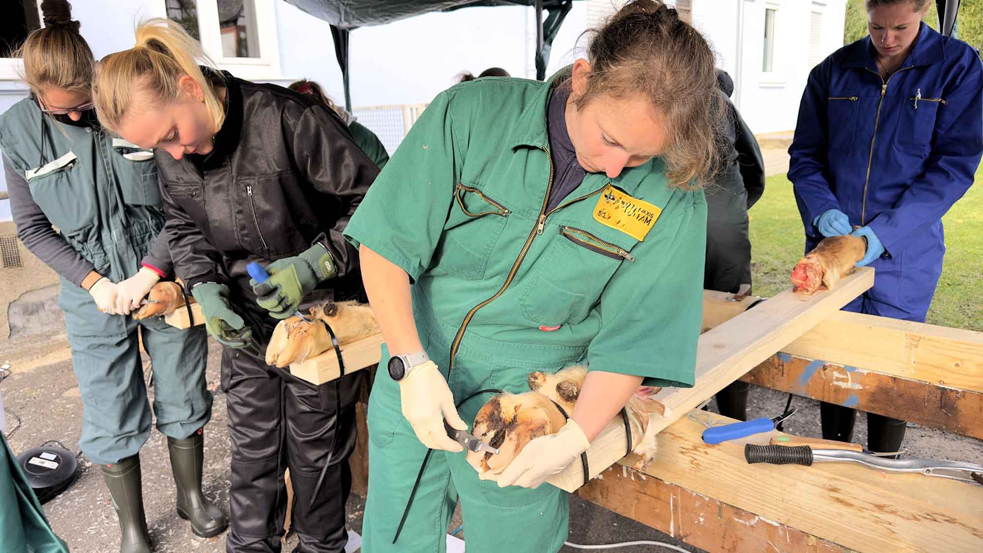 Podologie für Kühe für mehr Tierwohl und Tierschutz: Auch Tierärzte müssen dieses »Handwerk« beherrschen Podologie für Kühe für mehr Tierwohl und Tierschutz: Auch Tierärzte müssen dieses »Handwerk« beherrschen