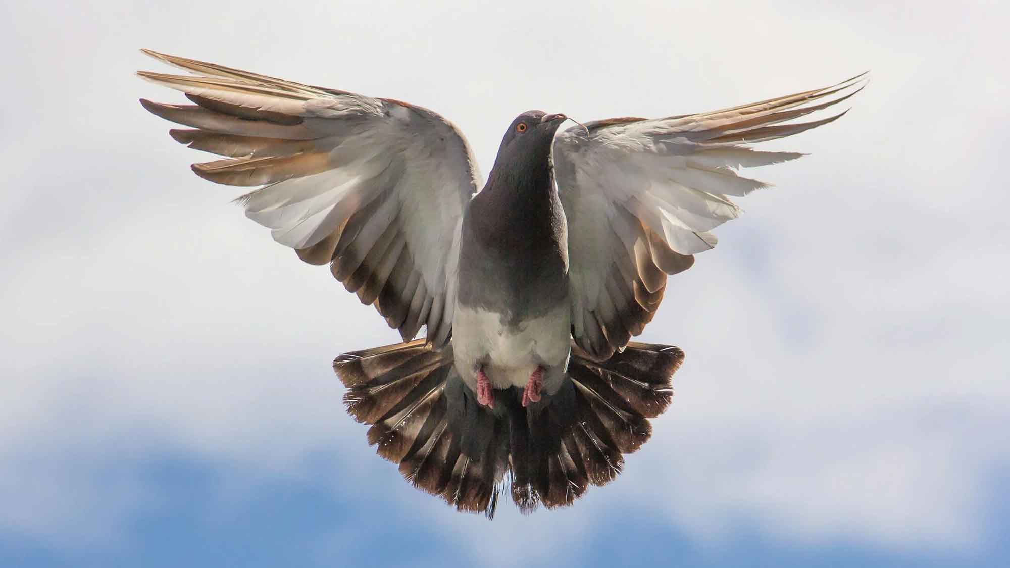 Tauben sind keine Versuchsobjekte: Peta fordert tierschutzkonformes Populationsmanagement mit betreuten Taubenschlägen statt Ovistop Tauben sind keine Versuchsobjekte: Peta fordert tierschutzkonformes Populationsmanagement mit betreuten Taubenschlägen statt Ovistop