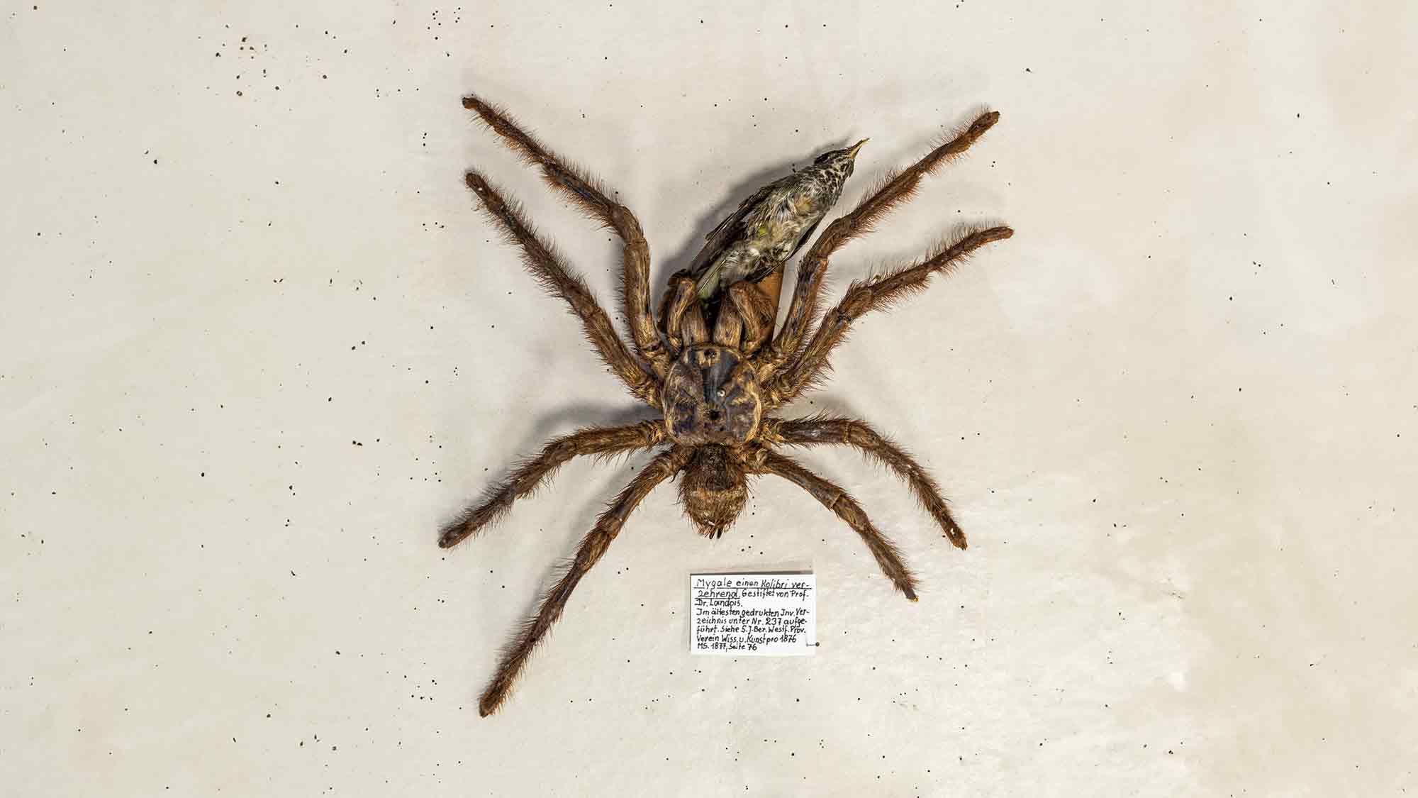 Die zoologischen Sammlungen im LWL Museum für Naturkunde, Vortrag im Rahmen der Sonderausstellung »Vom Fach«, 18. Juni 2024 Die zoologischen Sammlungen im LWL Museum für Naturkunde, Vortrag im Rahmen der Sonderausstellung »Vom Fach«, 18. Juni 2024