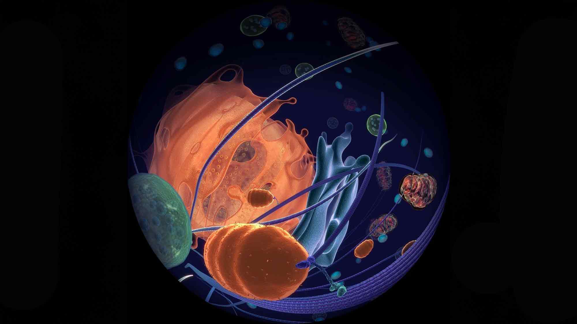 »Zelle Zelle Zelle« – Begleitshow zur Ausstellung »Gene – Vielfalt des Lebens«, neue Planetariumsshow im LWL Museum für Naturkunde »Zelle Zelle Zelle« – Begleitshow zur Ausstellung »Gene – Vielfalt des Lebens«, neue Planetariumsshow im LWL Museum für Naturkunde
