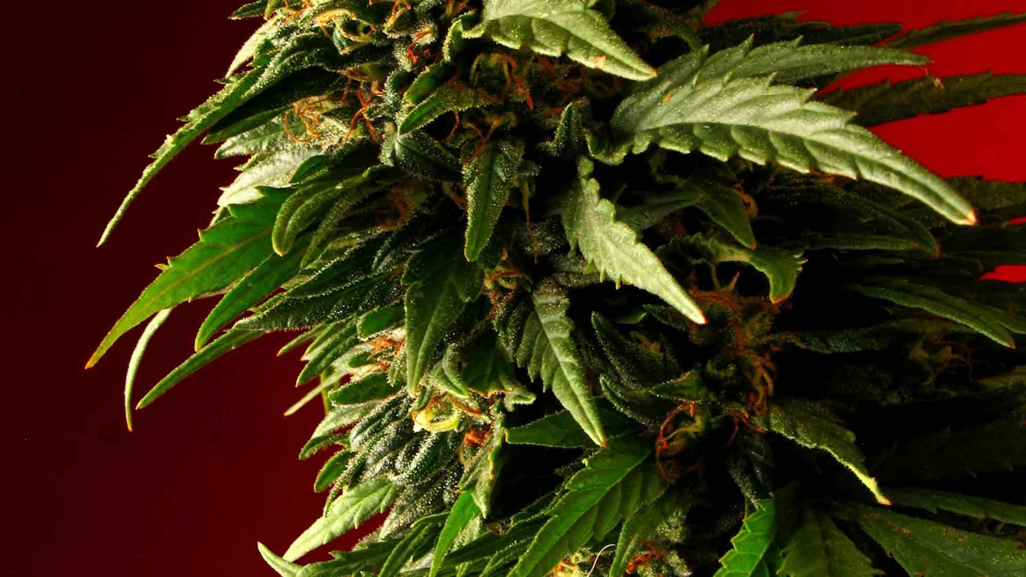 Cannabis auf Rezept: Warum die steigende Nachfrage nach medizinischem Cannabis positiv zu betrachten ist Cannabis auf Rezept: Warum die steigende Nachfrage nach medizinischem Cannabis positiv zu betrachten ist