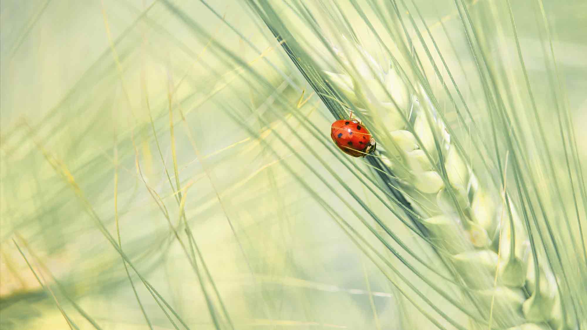 Stadtarchiv Bad Salzuflen präsentiert mit BUND Lemgo die Fotoausstellung »Lippische Fauna & Flora« ab dem 26. Juli 2024 Stadtarchiv Bad Salzuflen präsentiert mit BUND Lemgo die Fotoausstellung »Lippische Fauna & Flora« ab dem 26. Juli 2024