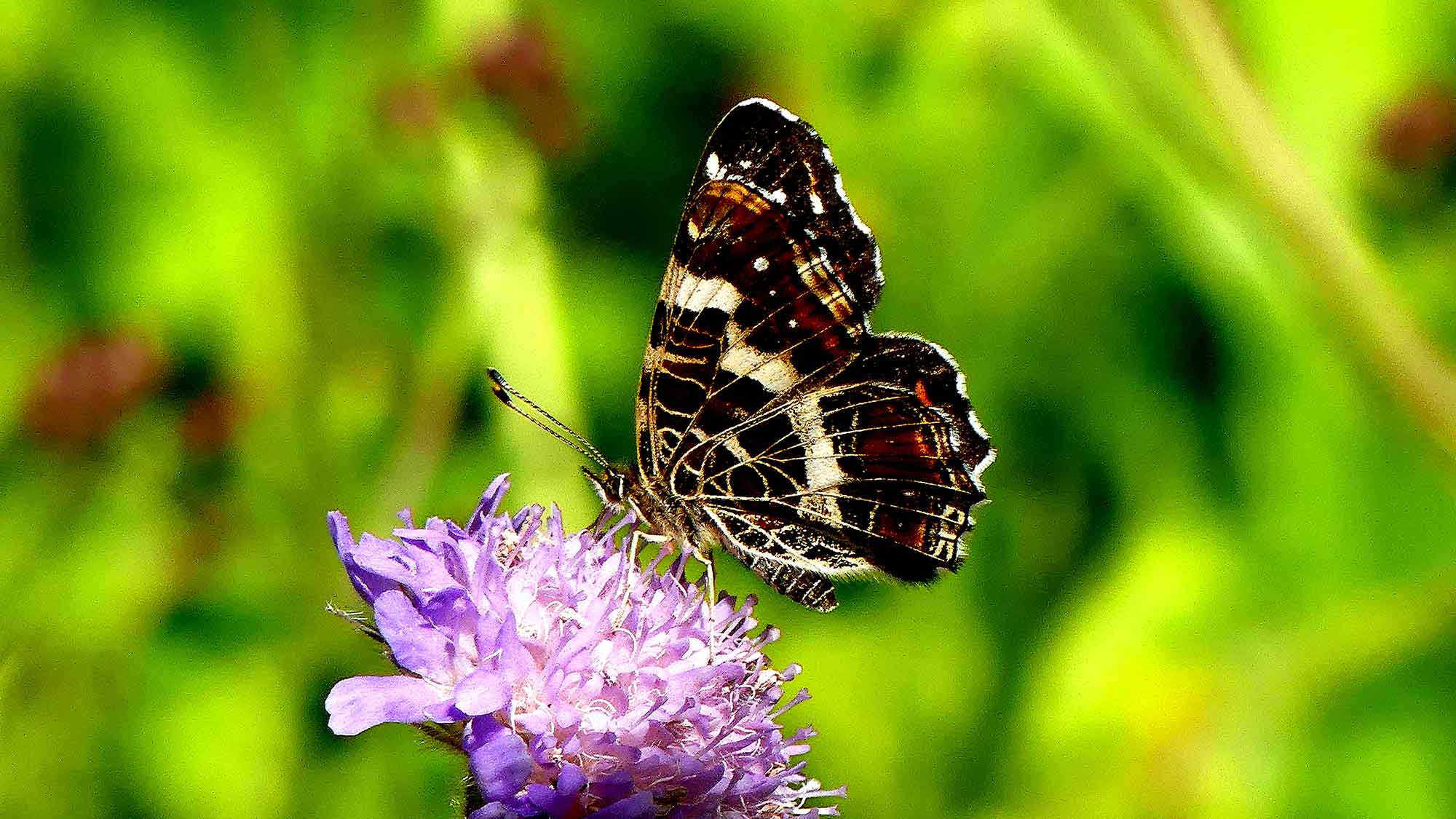Naturschutzteam Gütersloh, Blick in die heimische Natur: das Landkärtchen (Araschnia levana), der Schmetterling mit dem regelmäßigen Garderobenwechsel Naturschutzteam Gütersloh, Blick in die heimische Natur: das Landkärtchen (Araschnia levana), der Schmetterling mit dem regelmäßigen Garderobenwechsel