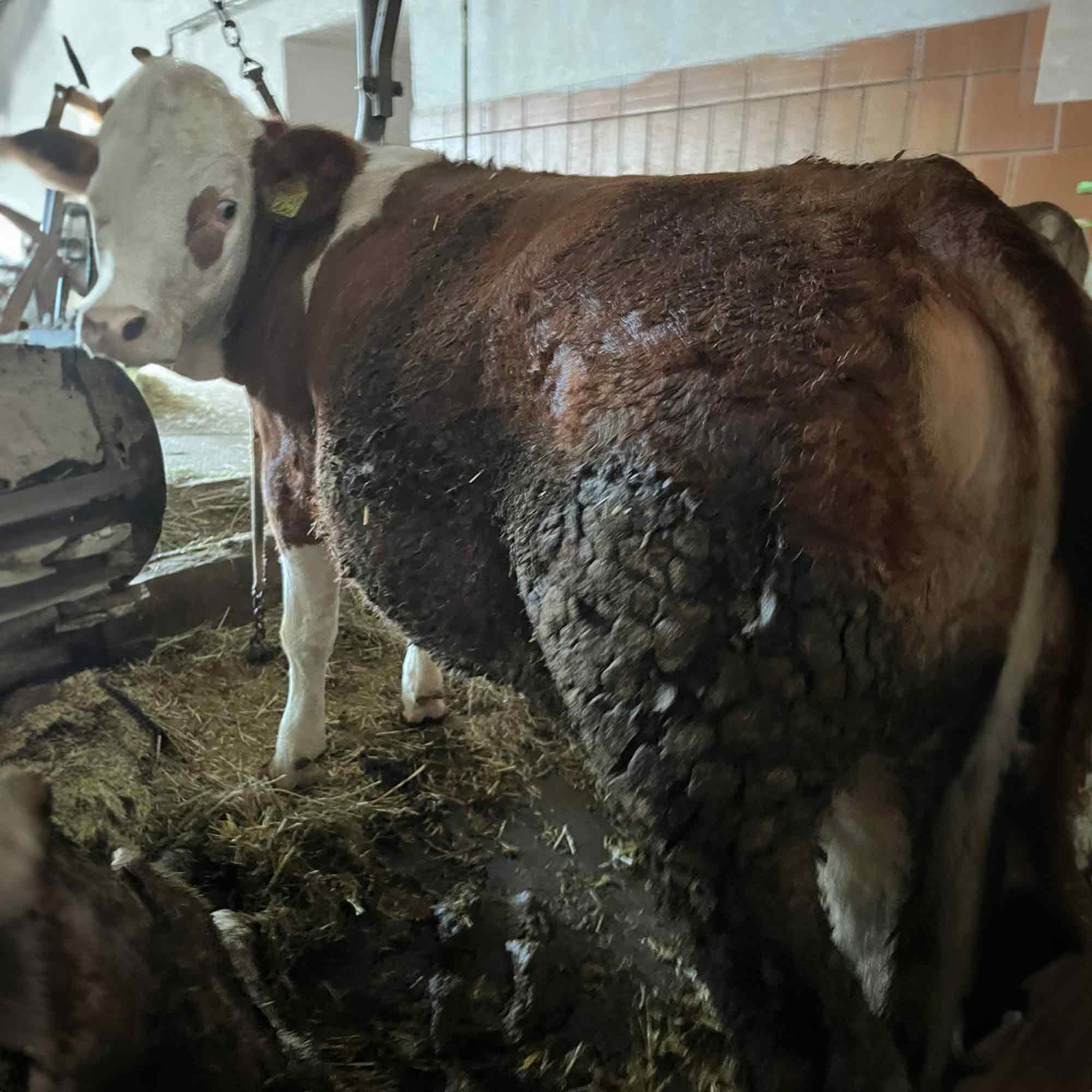 Tierquälerische Anbindehaltung und schwere Tiermisshandlung: Deutsche Juristische Gesellschaft für Tierschutz (DJGT) erstattet Strafanzeige Tierquälerische Anbindehaltung und schwere Tiermisshandlung: Deutsche Juristische Gesellschaft für Tierschutz (DJGT) erstattet Strafanzeige