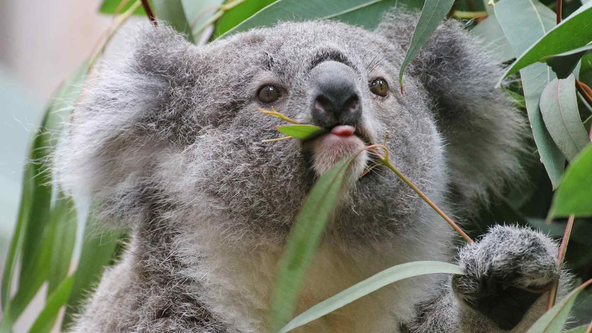 Tierische Neuigkeiten aus dem Zoo Duisburg: Zoo Duisburg unterstützt Koala Lebensraum in Australien