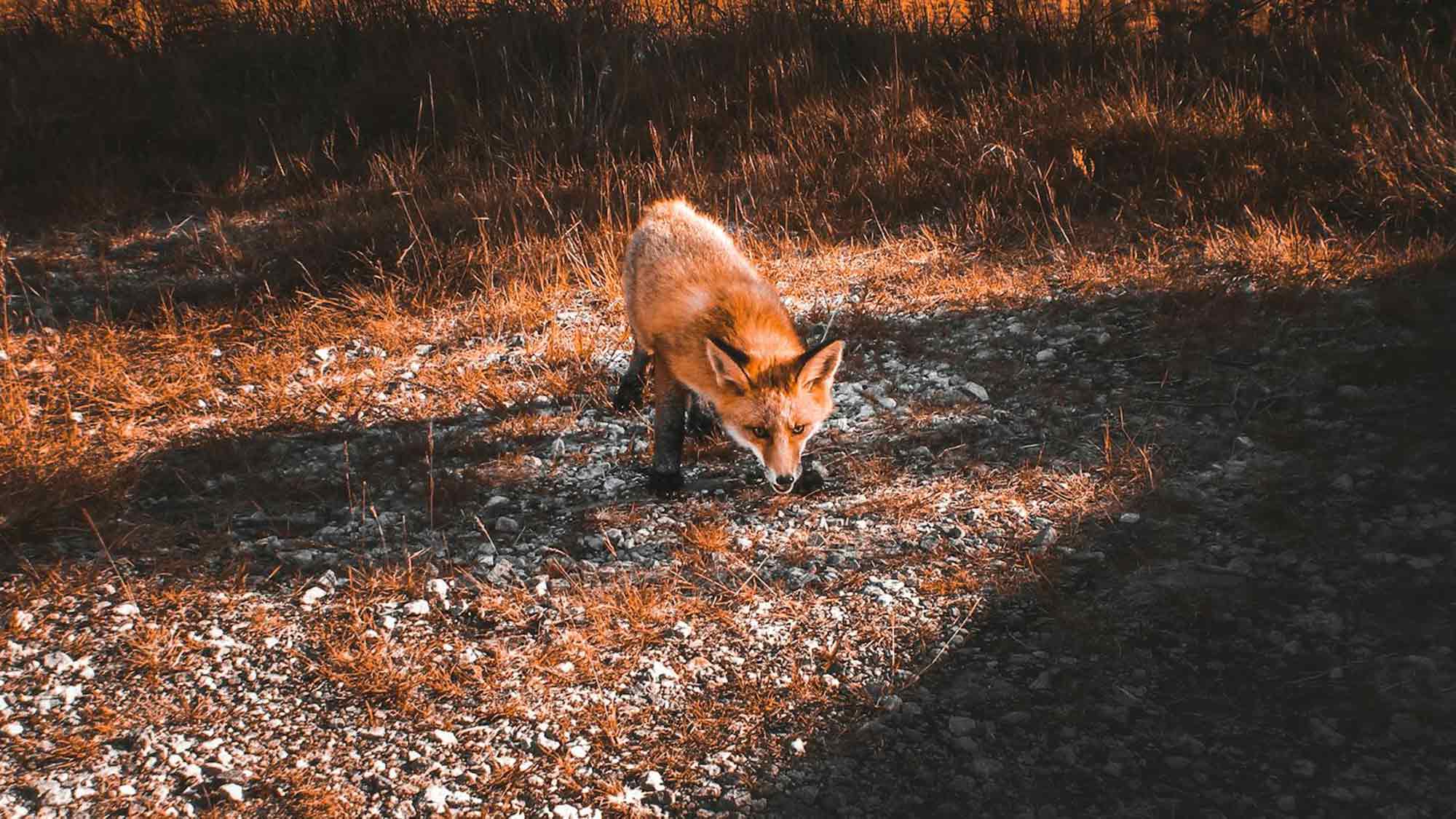 Video: Fuchsquälerei in Schliefenanlage – PETA fordert Landesregierung in Nordrhein Westfalen auf, Folterstätten zu verbieten Video: Fuchsquälerei in Schliefenanlage – PETA fordert Landesregierung in Nordrhein Westfalen auf, Folterstätten zu verbieten